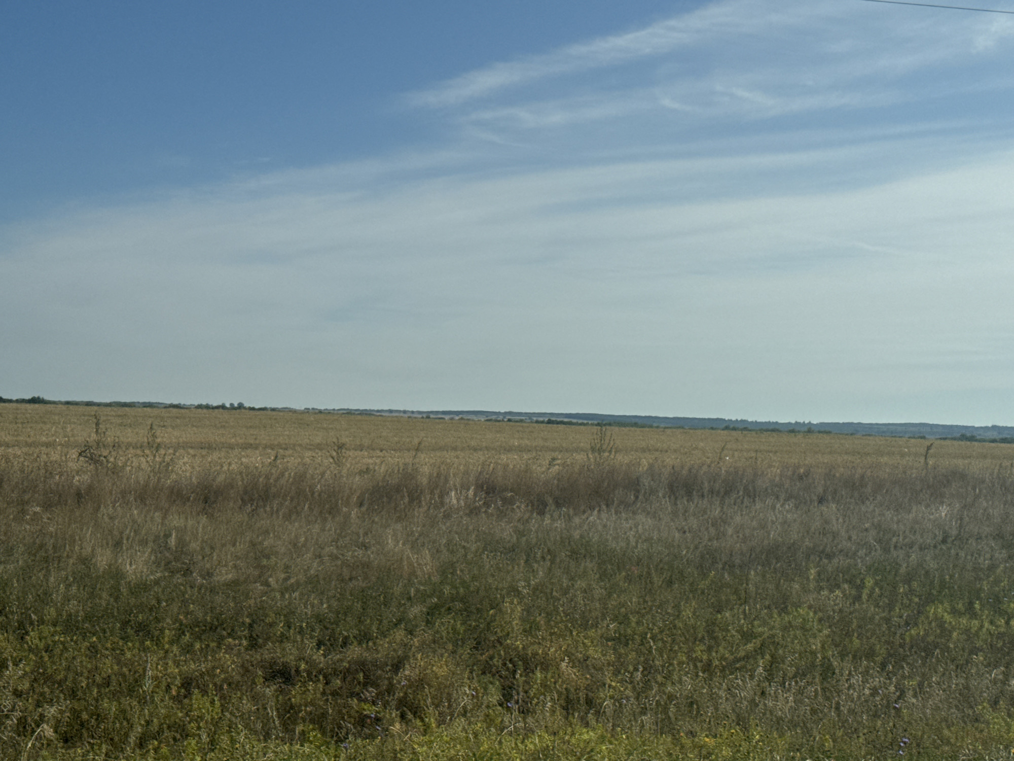 An exterior, wide-angle, eye-level, daytime, full shot captures a vast, dry grassy field under a hazy blue sky. The sky is mostly clear with sparse, wispy white clouds stretching horizontally across the frame. In the distance, a faint treeline marks the horizon, with the land appearing to slope gently upwards beyond the field. The foreground is dominated by tall, dry grasses and weeds, with a few patches of green vegetation scattered throughout. A single, thin, dark horizontal line, possibly a utility wire, is visible near the top right corner of the image. No people or animals are present in the scene. The overall impression is one of a rural, uncultivated landscape.