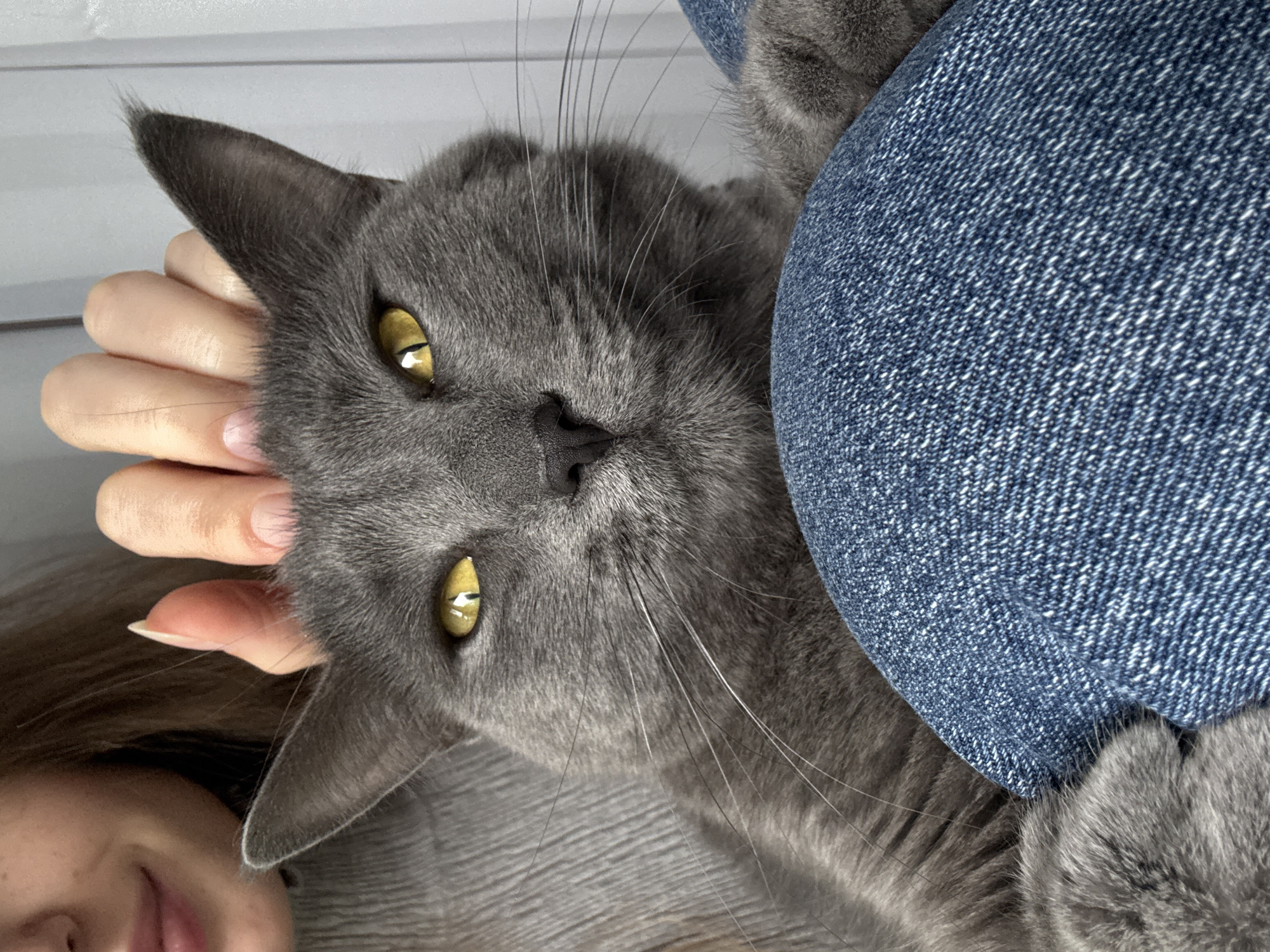 A gray cat with yellow eyes is lying on its side with a human hand gently touching its head. The cat is nestled against something covered in blue denim fabric. A partial view of a human face is visible in the lower left corner of the image. The location is unspecified but potentially in or near Прикамский, Russia.