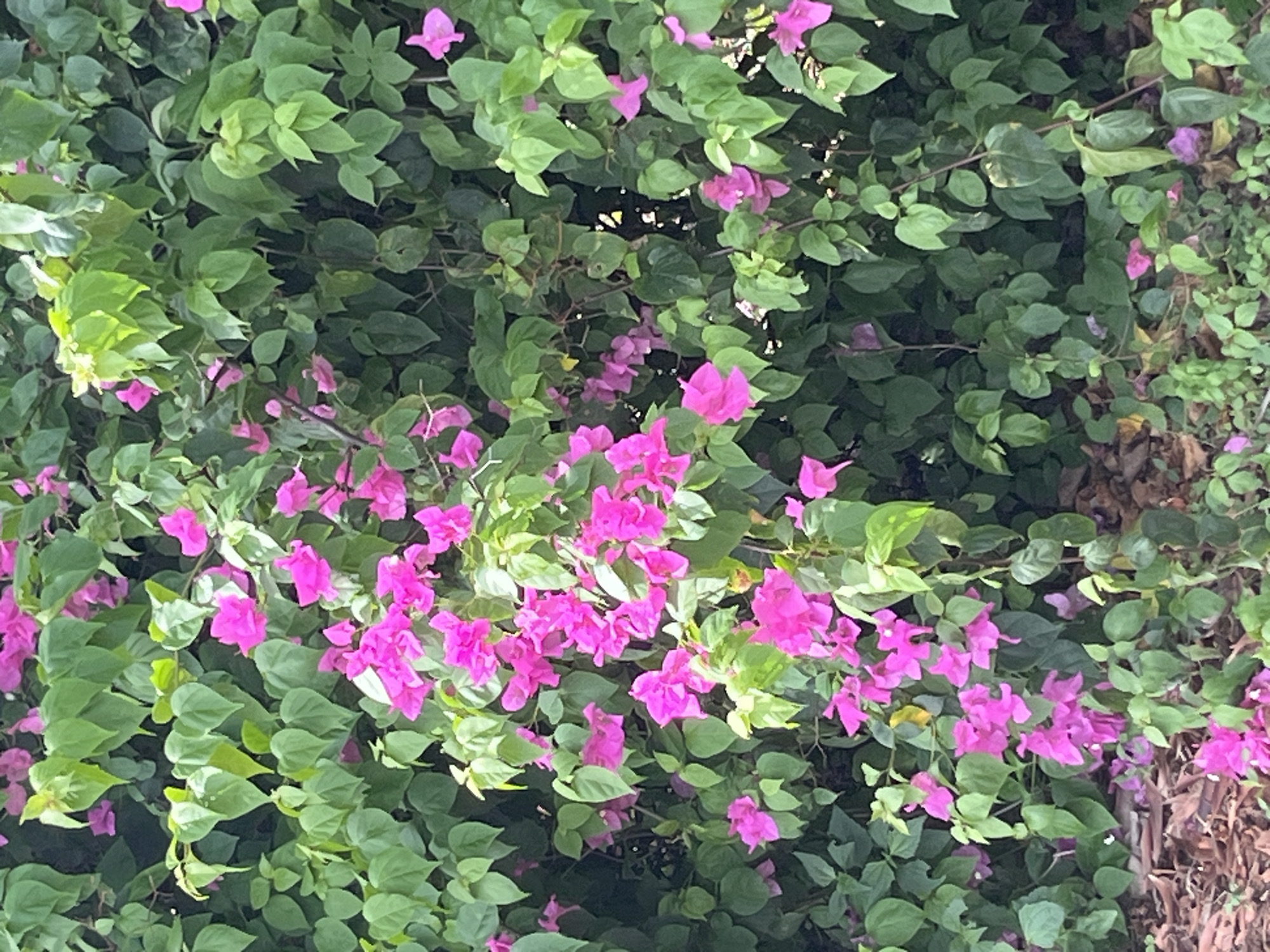 The image depicts a dense, vibrant bougainvillea bush with abundant bright pink flowers and lush green leaves. The foliage is thick and extends throughout the frame, with some of the lower branches and scattered pink blossoms reaching towards the ground, where dried leaves and mulch are visible. The scene appears to be an outdoor setting, likely a garden or roadside in Phu Thuy Ward, Vietnam, given the commonality of such plants in the region. There are no people or animals present in the image. The lighting suggests it could be daytime, possibly overcast or in the shade, as there are no harsh shadows. The overall impression is of a wild, overgrown floral display.
