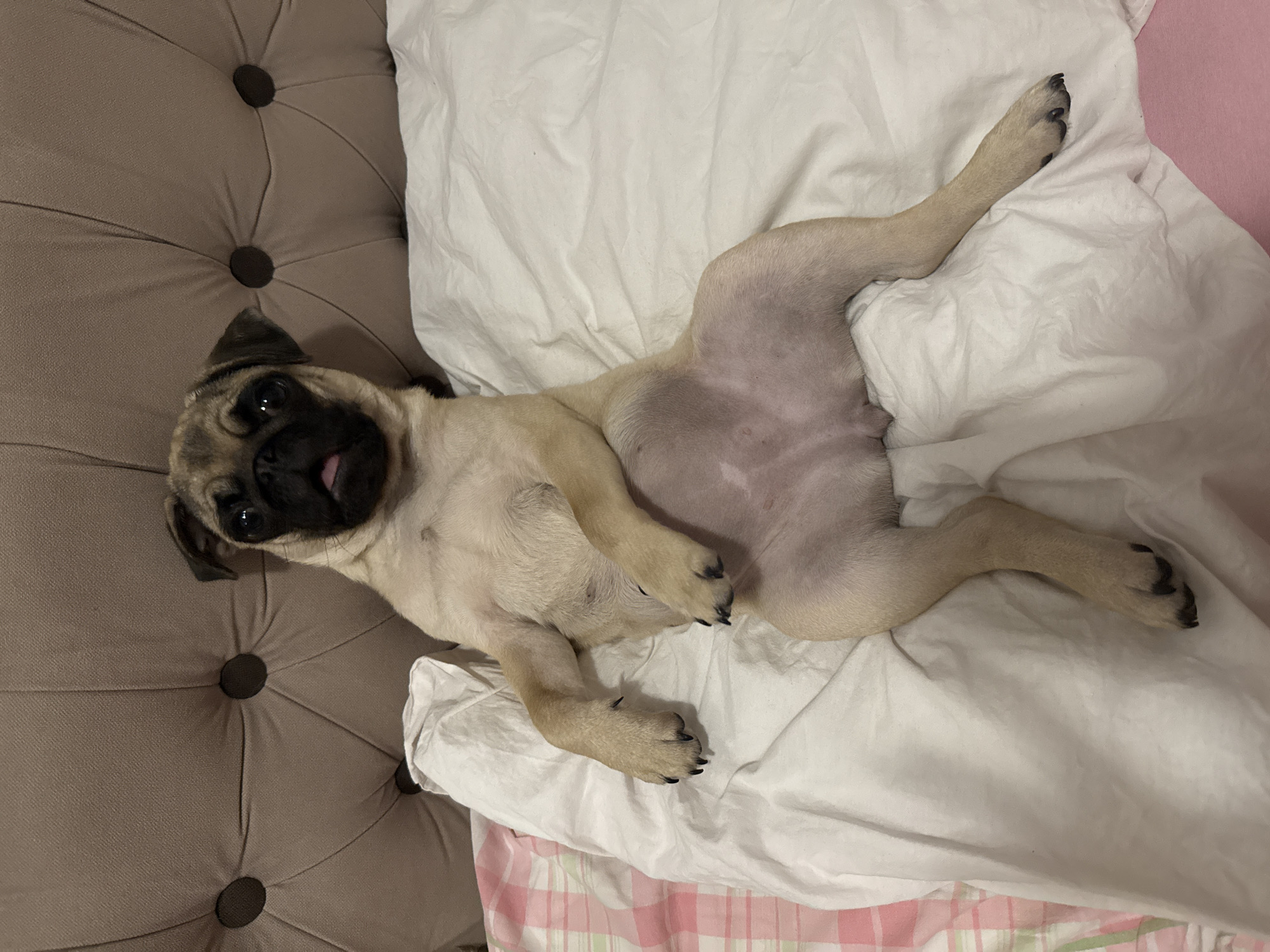 An adult fawn pug with a black muzzle, ears, and eyes, is lying on its back in a bed. The pug's tongue is slightly sticking out. It is positioned on its back with its legs in the air, one in front of the other, and its abdomen is exposed. The pug is resting on a white duvet, and there is a hint of pink and white plaid fabric peeking out from under the duvet on the left side of the image. Behind the pug, the headboard of the bed is visible. It is a large, upholstered headboard with a tufted design, featuring a row of dark circular buttons. The background is dimly lit, with the focus of the image being the pug.