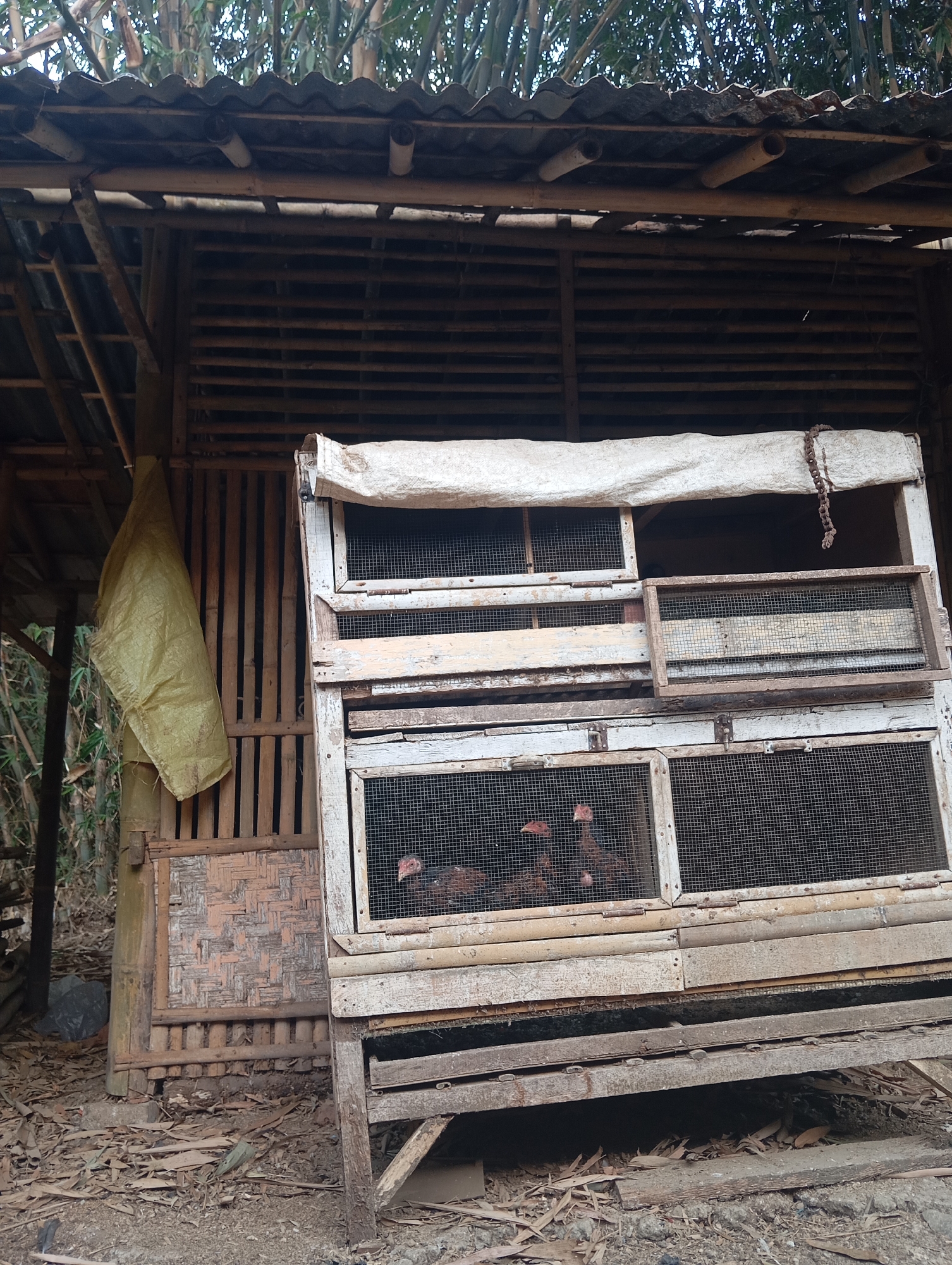 In the city of Kedungbenda, Indonesia, this image depicts a rustic chicken coop constructed primarily from bamboo and wood. The coop features multiple levels, each enclosed with wire mesh, housing several chickens. One level has a white tarp draped over it. Adjacent to the coop, a yellow sack is hung on a bamboo structure. The ground surrounding the coop is covered in dry leaves and dirt. In the background, tall bamboo stalks are visible, suggesting a rural or semi-rural environment.