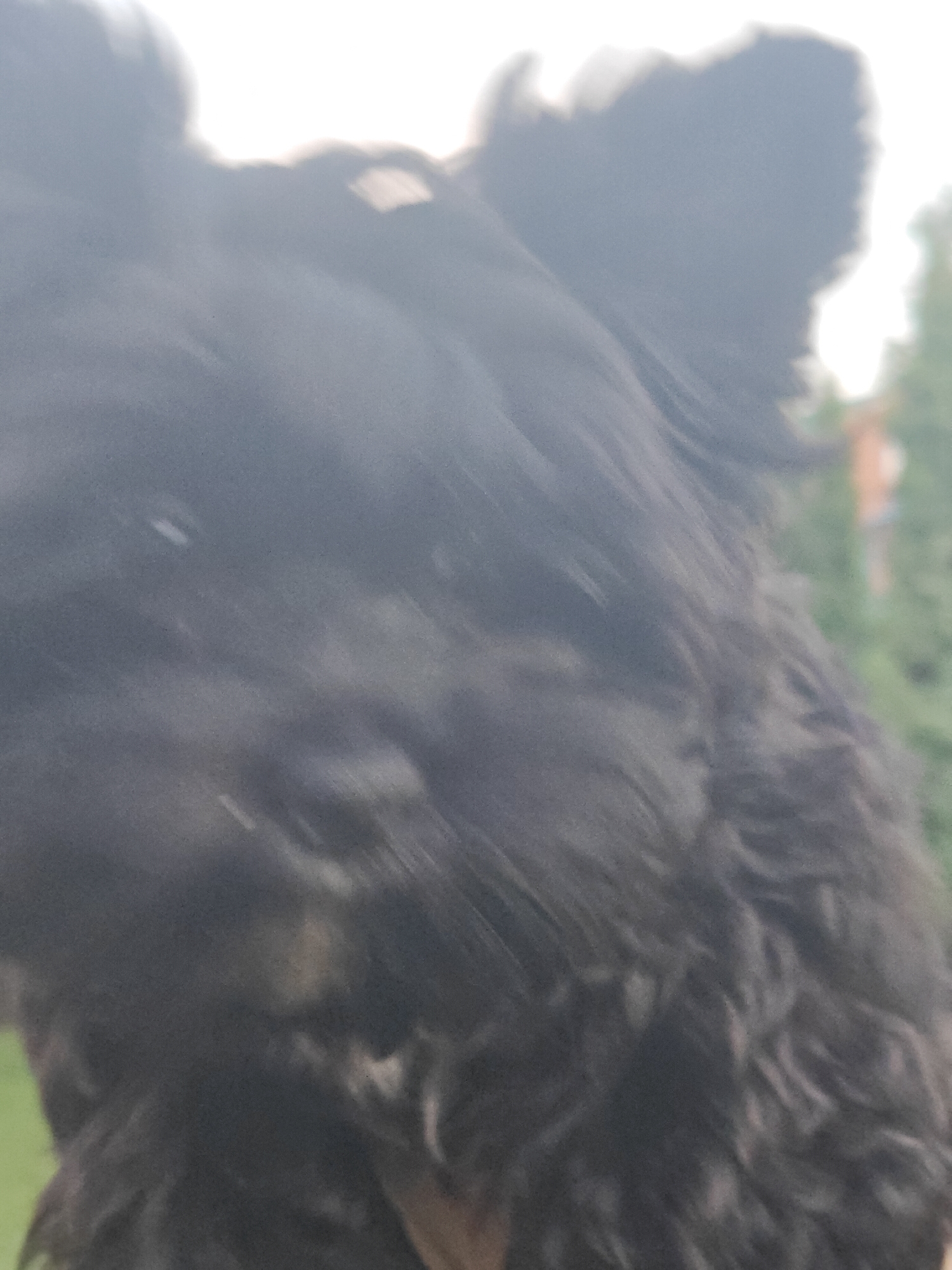The image is a close-up, blurred photograph of a black dog outdoors, with its head taking up most of the frame. The dog's fur appears curly or wavy. In the background, there are hints of greenery and what might be buildings or trees, suggesting an outdoor setting. The lighting is bright, possibly indicating daylight, with some areas overexposed. The specific location in Podstepki, Russia, is not visually discernible from the image itself.