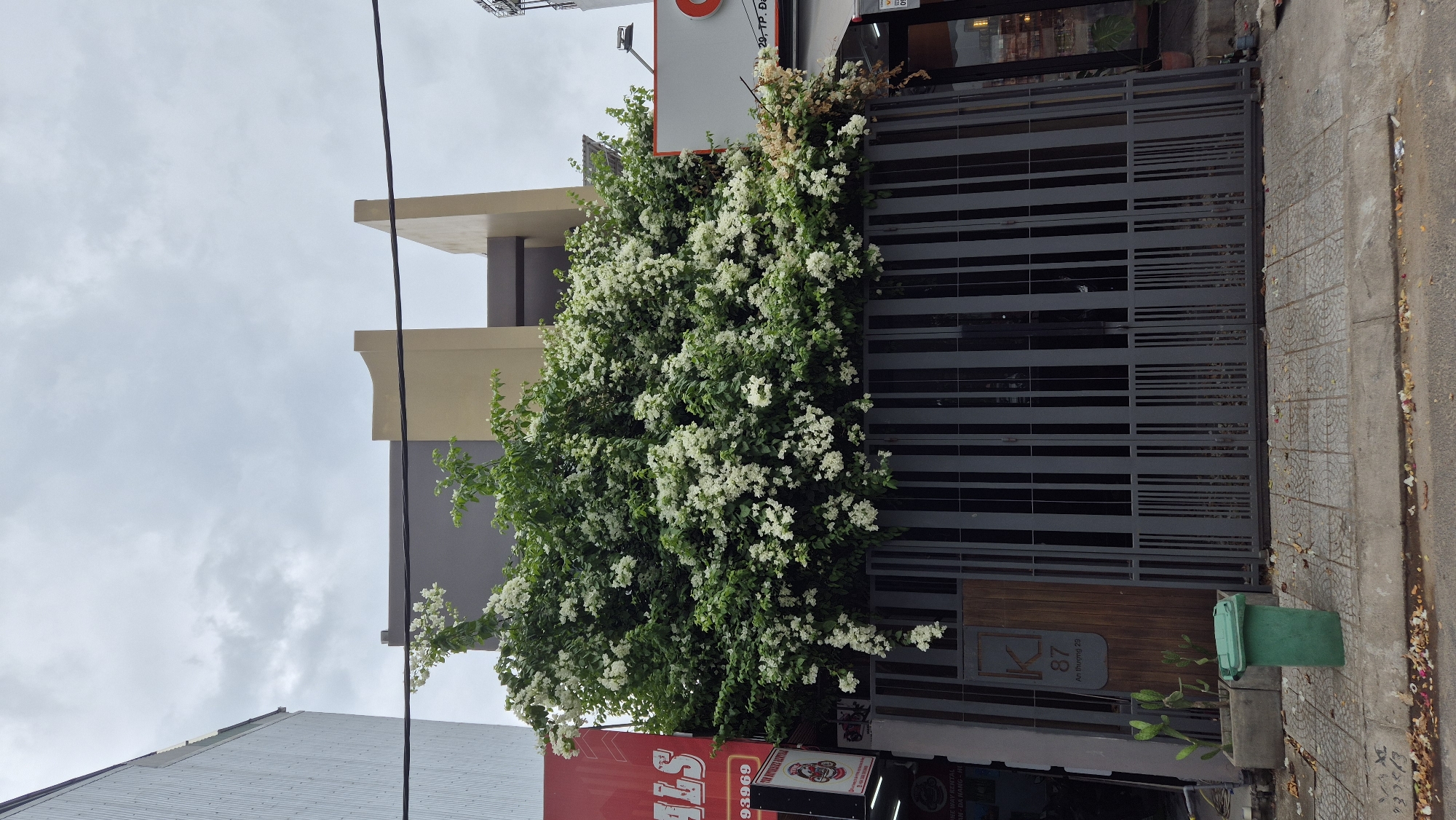 The image shows a building facade in Da Nang, Vietnam, featuring a large bougainvillea plant with white flowers spilling over a grey metal gate. The building behind the plant has a modern architectural design with contrasting sections of grey and tan. A street with tiled pavement is visible in the foreground, with a green trash can and two potted cacti next to the gate. Signs on adjacent buildings suggest commercial activity, with one red sign on the left and a white sign with red lettering on the right. The sky is overcast, indicating cloudy weather.