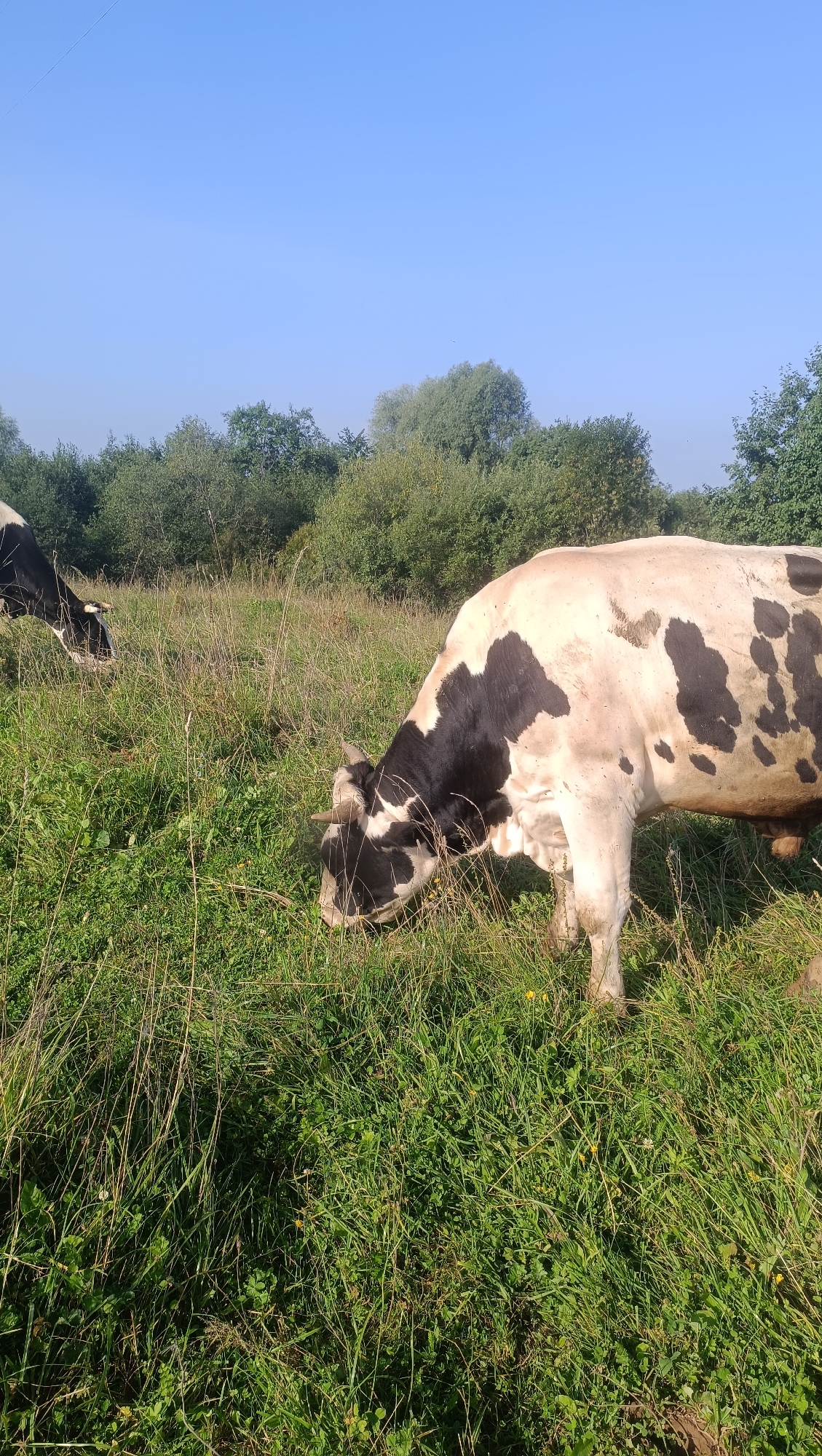 In an outdoor, rural setting in Karsha, Russia, two Holstein cows graze in a sunlit grassy field. The cow in the foreground, facing right and slightly downwards, is predominantly white with black patches. Its head is lowered to the ground, indicating it is eating. A second cow, partially visible on the left and facing left, is also grazing. The environment is characterized by lush green grass, tall dry grass stalks, and a backdrop of dense green trees under a clear blue sky. The lighting suggests it is daytime, likely morning or afternoon.