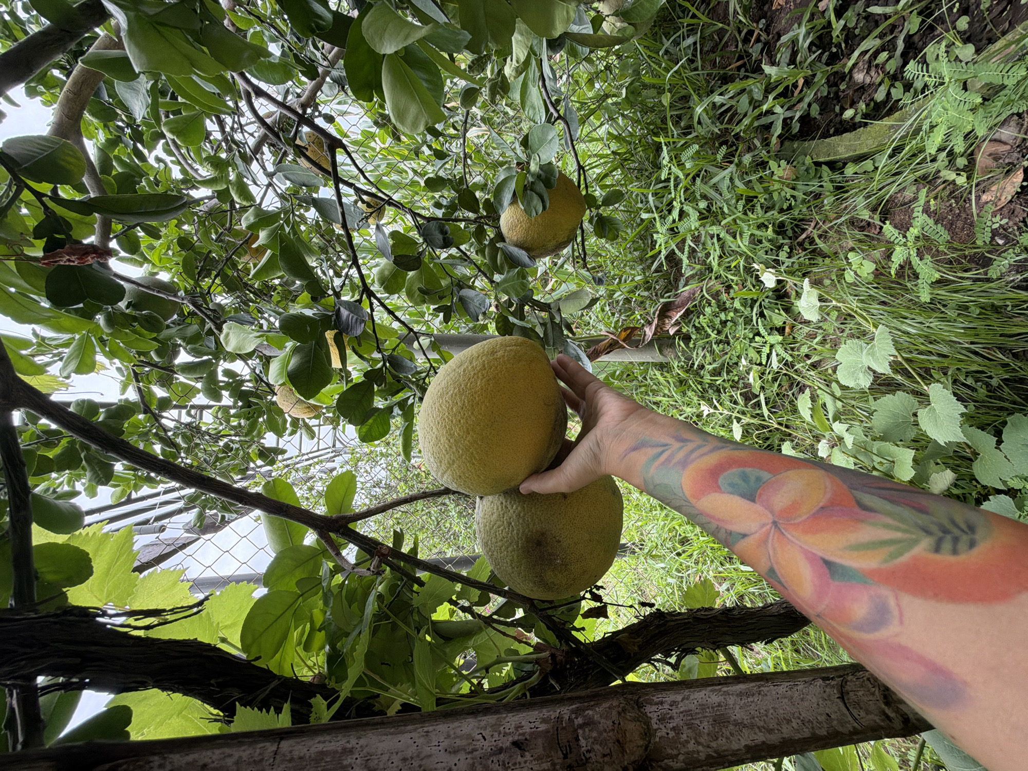 A person's arm with a colorful floral tattoo is holding two large, round, light-yellow fruits that appear to be pomelos, which are growing on a tree. The tree is laden with more fruit and has lush green leaves. The background consists of dense green vegetation, a rustic wooden fence, and a cloudy sky. The scene is set outdoors, likely in a garden or orchard, possibly in a rural area near the city of Nha Trang, Vietnam, given the tropical foliage and common presence of fruit-bearing trees.