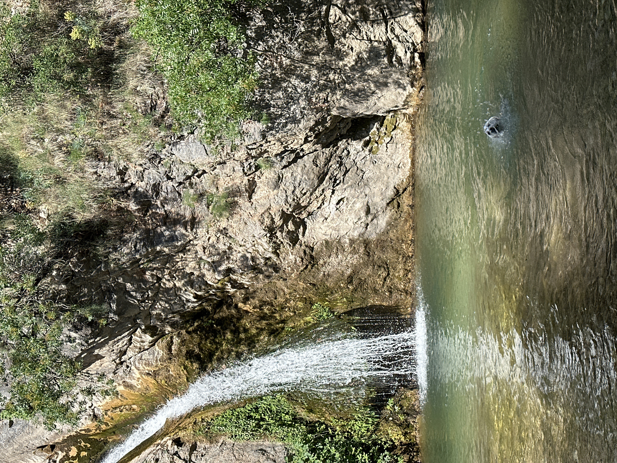 A dog is swimming in a clear, shallow pool at the base of a waterfall in Boreti, Montenegro. The waterfall cascades down a rocky cliff face covered in green moss and vegetation. The water in the pool is a greenish-brown color and appears to be naturally filtered. The surrounding cliffs are made of grey and brown rock, with some sparse vegetation growing on them. The sky is clear and blue, indicating a sunny day. The dog is partially submerged in the water, with its head and front paws visible. It is splashing water as it swims. The scene appears to be a natural, unspoiled setting.