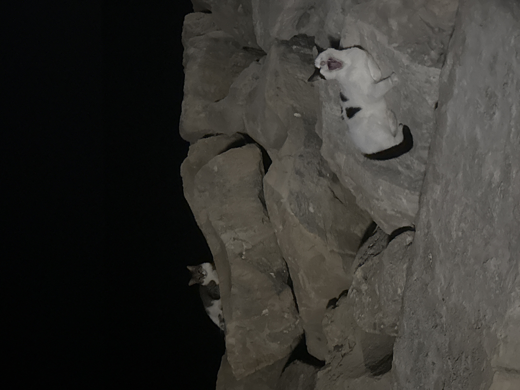 Two cats are perched on large, grey rocks at night. The cat on the left, further up and to the left, has grey and white fur and is lying down. The cat on the right, closer and lower, is white with black markings, including a black tail and a black patch on its back. This cat is in the process of yawning, with its mouth wide open. The background is dark, indicating it is nighttime. The environment appears to be an outdoor rocky area, possibly a coastal or harbor location in Agios Tychona Community, Cyprus.