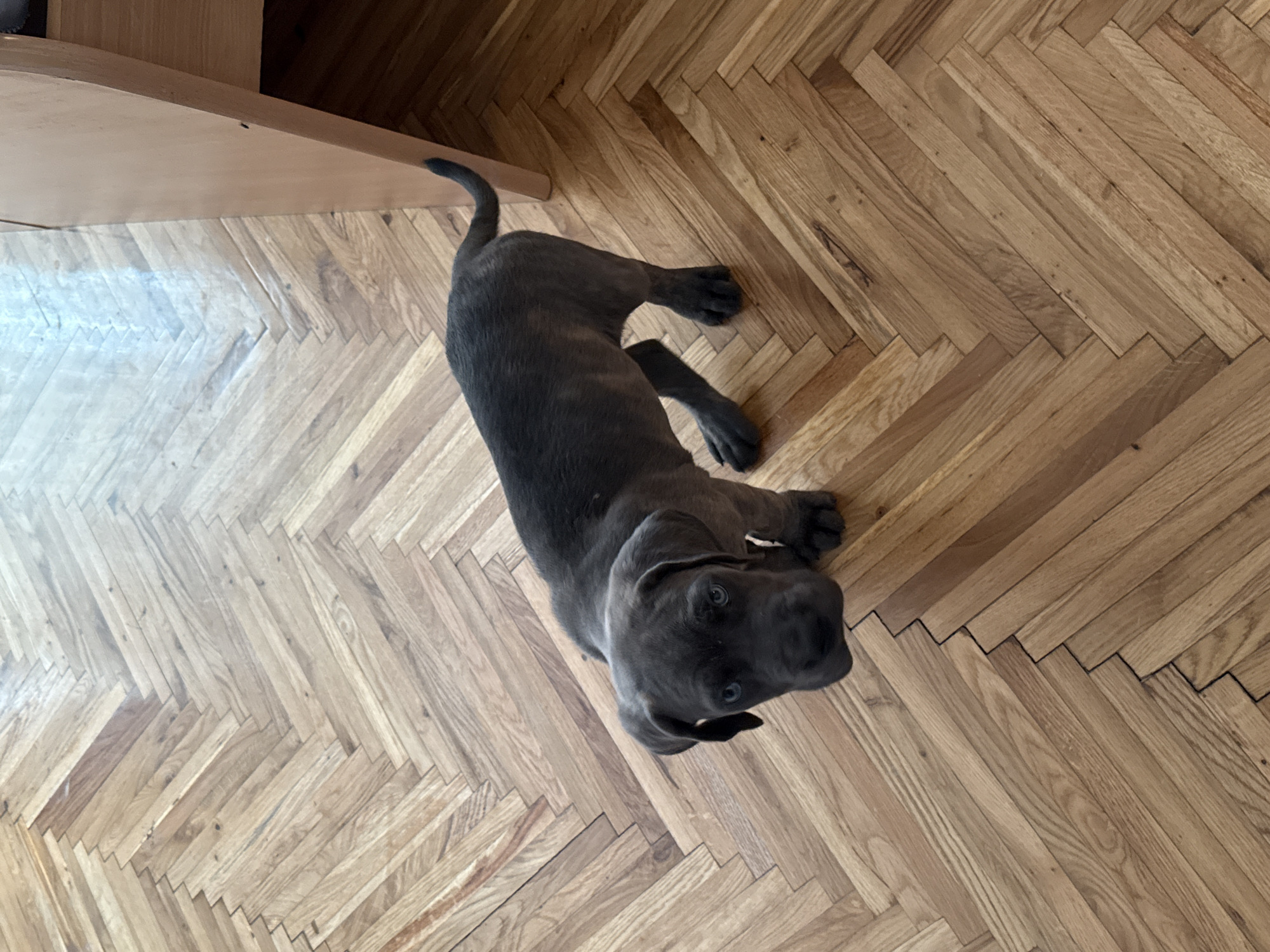 A dark gray puppy with blue eyes stands on a herringbone hardwood floor. The puppy is facing the camera, looking slightly upwards. To the right of the puppy, a light brown wooden table leg is visible. The floorboards are arranged in a chevron pattern. The image appears to be taken indoors. There is no information available in the image to determine the location in the city of Apatin Municipality, Serbia.
