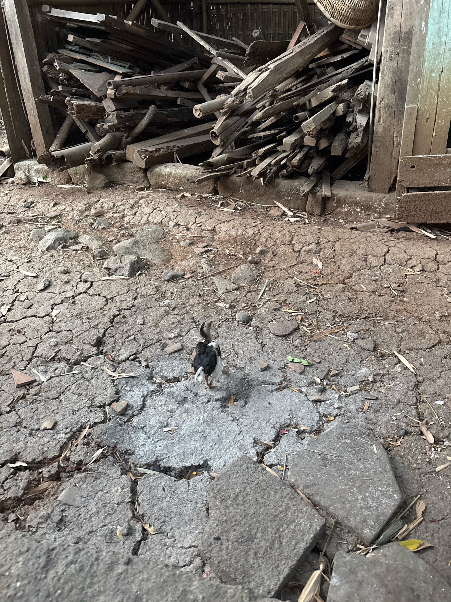 The image depicts a yard area in Tirtomoyo, Indonesia, characterized by cracked and dry earth. A pile of assorted wooden debris, including planks, beams, and possibly bamboo, is stacked in the background, leaning against a rustic structure made of wood and possibly woven materials. In the foreground, a small bird with black and white plumage stands on a patch of broken concrete amidst the dry, cracked ground. The environment appears weathered and unkempt, with scattered leaves and small stones on the ground. The overall scene conveys a sense of rural or possibly abandoned outdoor space.