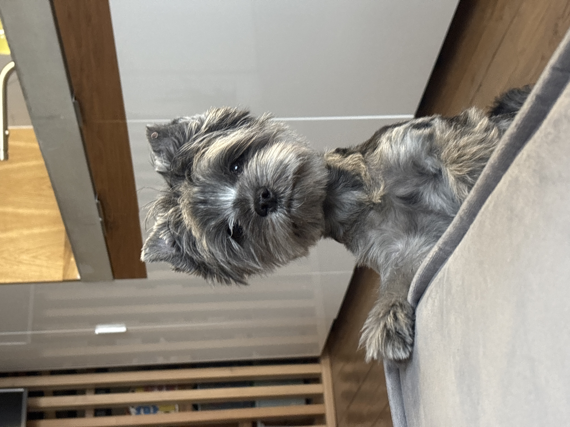 A small, scruffy-haired dog is captured in a playful and curious pose within an indoor setting in Chaikovsky, Russia. The dog, which appears to be a terrier type with a salt-and-pepper or brindle coat, is hanging its head upside down over the edge of a light grey, upholstered furniture piece, likely a sofa or armchair. Its dark eyes are looking directly at the camera, and its ears are mostly obscured by its shaggy fur.
The upper part of the image features a clear or reflective surface, possibly a glass tabletop or shelf, reflecting ambient light from above. Behind this surface, and further into the background on the left, is a wooden structure. Below the dog's head, in the mid-background, more wooden furniture with horizontal slats or shelves is visible. The lighting suggests it is daytime, providing clear visibility of the scene. No people or visible text are present in the image. The dog's expression conveys a sense of engagement and inquisitiveness.