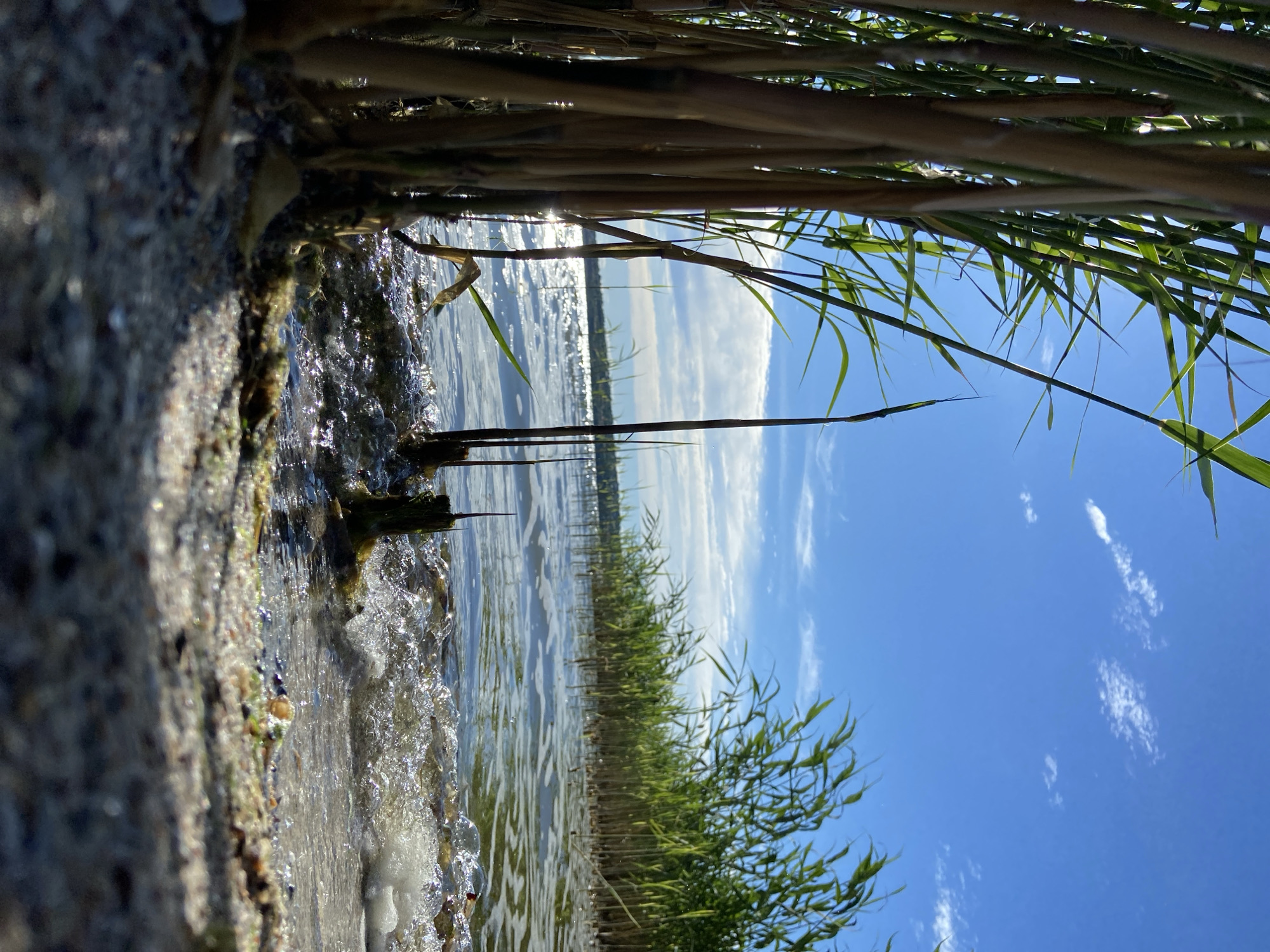 The image depicts a low-angle view of a body of water with reeds in the foreground and background. The water is calm with small ripples and reflections of the sky and sunlight. The sky is blue with scattered white clouds. The foreground shows sandy shore with pebbles and some green vegetation. The reeds are tall and slender, with some appearing dry and others lush green. The sunlight creates a bright glare on the water's surface. The scene appears to be a natural landscape, possibly a lake or a riverbank.