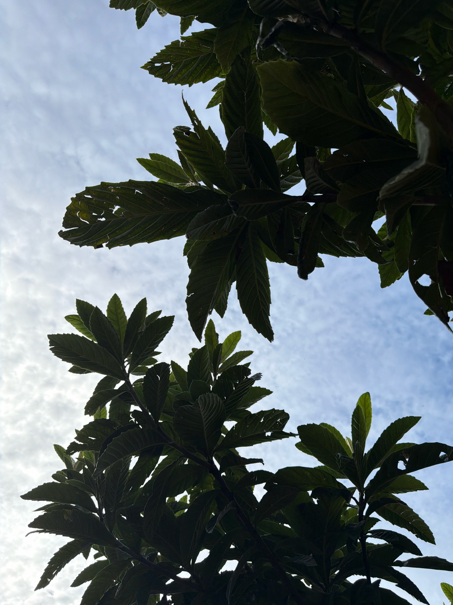 The image shows a low-angle view looking up through the dark green leaves of trees against a cloudy blue sky. The leaves are large and have serrated edges, with some appearing to have holes or tears. The branches of the trees are visible, creating a silhouette against the sky. The clouds are wispy and scattered. The scene appears to be outdoors, possibly in a park or garden, but the specific location in "Unknown, Unknown" is not determinable from the image. There are no people or animals present in the frame.