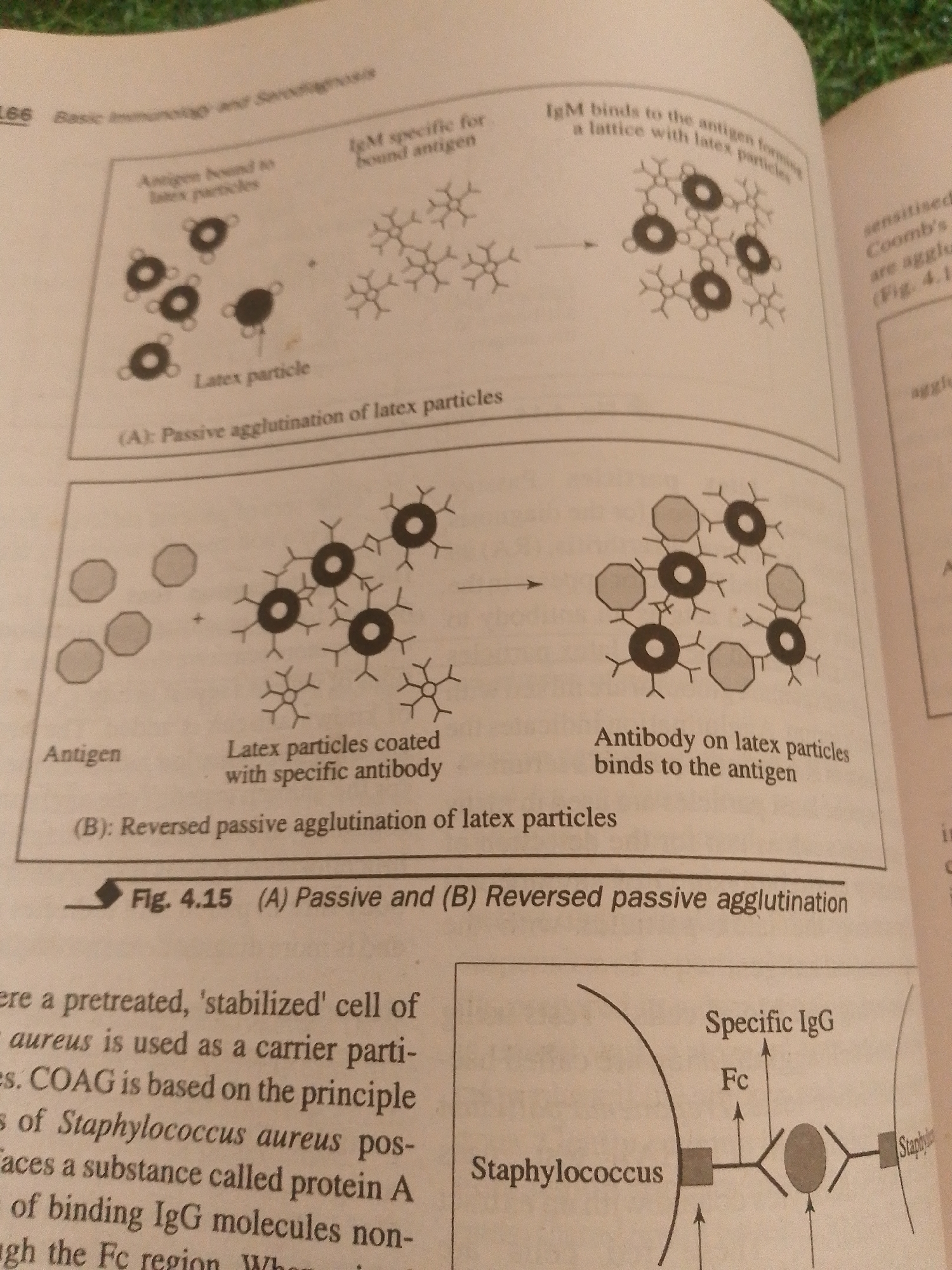 The image displays a diagram illustrating two types of agglutination reactions involving latex particles and antigens or antibodies, labeled as (A) Passive and (B) Reversed passive agglutination.
Diagram (A) shows "Antigen bound to latex particles" on the left, where small circles (latex particles) are depicted with attached antigens. These then react with "IgM specific for bound antigen" which are depicted as Y-shaped molecules, forming a lattice structure with the latex particles. The text indicates "Latex particle" and "Passive agglutination of latex particles".
Diagram (B) shows "Antigen" on the left, depicted as octagonal shapes. These are mixed with "Latex particles coated with specific antibody," where the Y-shaped antibody molecules are attached to the latex particles. The reaction results in an agglutination where the antigens bridge the antibody-coated latex particles, forming a lattice. The text indicates "Antibody on latex particles binds to the antigen" and "Reversed passive agglutination of latex particles".
Below the diagrams, there is a caption "Fig. 4.15 (A) Passive and (B) Reversed passive agglutination".
Further text to the left discusses a pre-treated, stabilized cell of *aureus* used as a carrier particle and COAG (likely Coagglutination) based on *Staphylococcus aureus* having protein A for binding IgG molecules.
To the right, a schematic diagram shows a *Staphylococcus* cell interacting with "Specific IgG" where the Fc region of the antibody is involved.
The image is a page from a textbook or scientific publication, showing diagrams related to immunology and serodiagnosis. The setting is not a physical location but a page within a book, and therefore, has no relation to Jalingo, Nigeria.