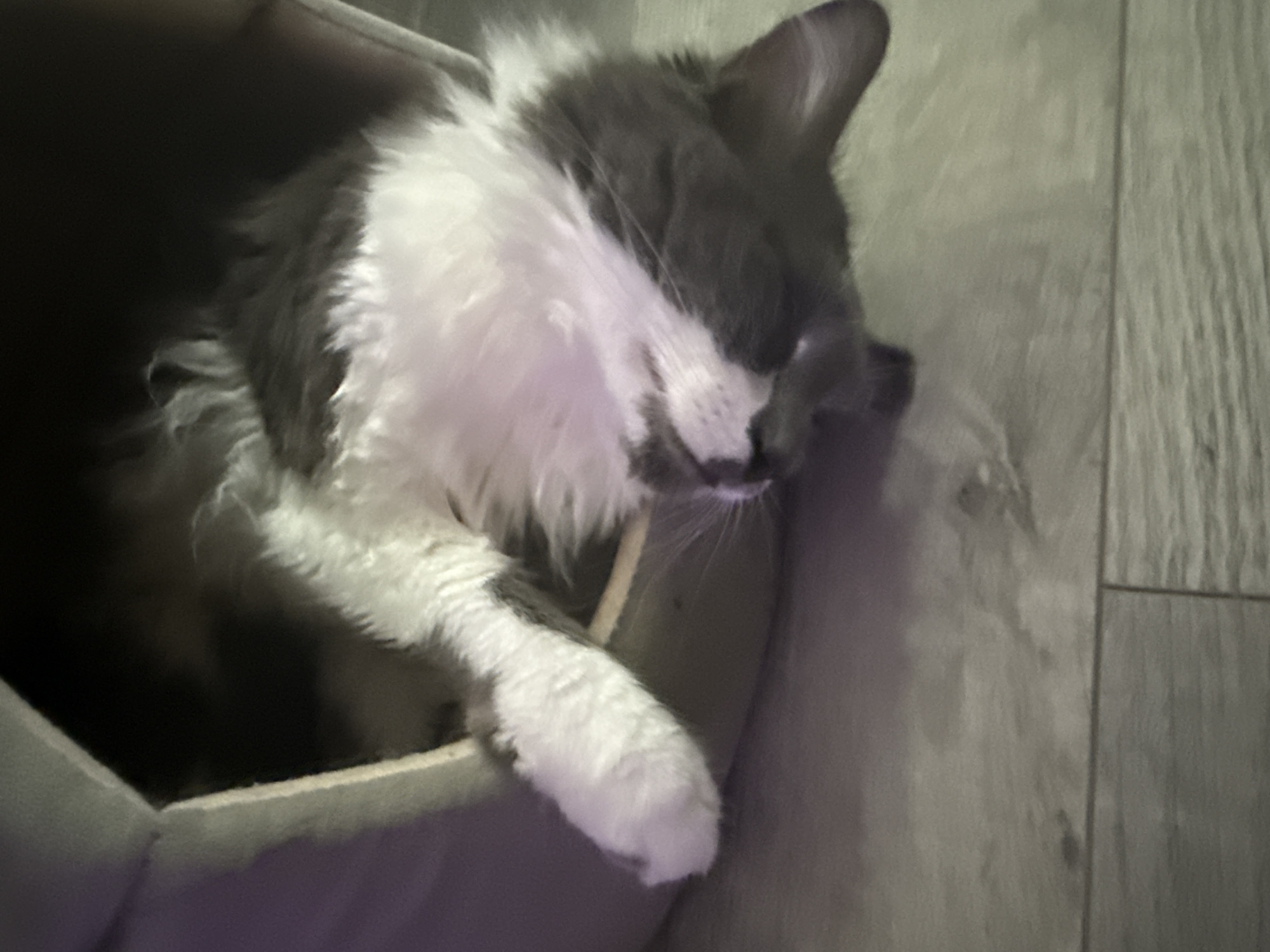 A medium shot captures a gray and white cat asleep in a cardboard box. The cat is positioned on its side, with its head resting on the edge of the box. Its eyes are closed, and its fur appears soft and fluffy. A small wooden stick or toy is visible near the cat's face, possibly something it was playing with before falling asleep. The box itself is gray on the outside and appears to be lined with a lighter material on the inside. The background consists of a wooden floor, with planks running vertically and horizontally. The lighting is dim, suggesting it might be nighttime or an indoor setting with low light. The overall mood is peaceful and cozy, with the cat appearing content and relaxed in its comfortable resting spot. There is no visible text in the image. The location is Bellmore, United States of America.