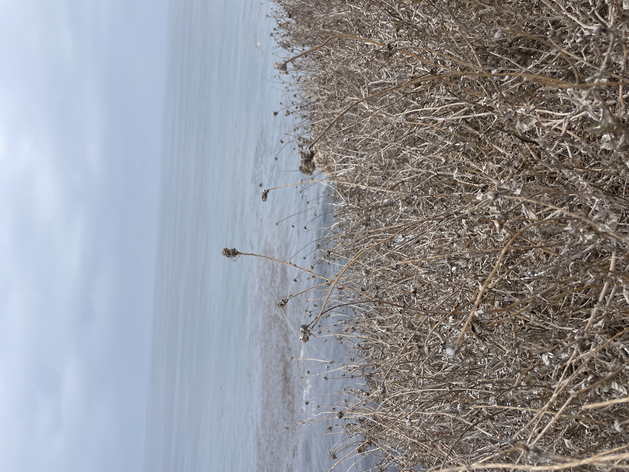 The scene depicts an outdoor coastal environment at an unspecified location within the city of Unknown, Unknown. The image captures a view looking out over a body of water, likely an ocean, from a vantage point atop a vegetated bluff or cliff.
The foreground is dominated by a dense, intricate mass of dry, light brown, leafless shrubbery or herbaceous plants. These plants consist of numerous thin, brittle stems with small, dried seed pods or remnants of flowers at their tips, indicating a dormant or post-flowering state. The texture of this vegetation is tangled and appears somewhat coarse.
Behind the foreground vegetation, the blue-gray expanse of the ocean stretches to the horizon. Closer to the shore, patches of dark marine vegetation, consistent with kelp or seaweed, are visible floating on the water's surface, with a small area of white foam present within these formations. The water's surface shows subtle undulations but no significant waves.
The sky above is uniformly overcast, a pale gray-blue, blending almost seamlessly with the distant horizon line. The overall lighting is soft and diffused, characteristic of an overcast day, resulting in a low-contrast palette dominated by cool blues, grays, and earthy browns. A delicate spiderweb is visible stretched between several of the dried plant stalks in the mid-right portion of the foreground. No people, animals (other than the implied spider), or active discernable actions are present in the scene.