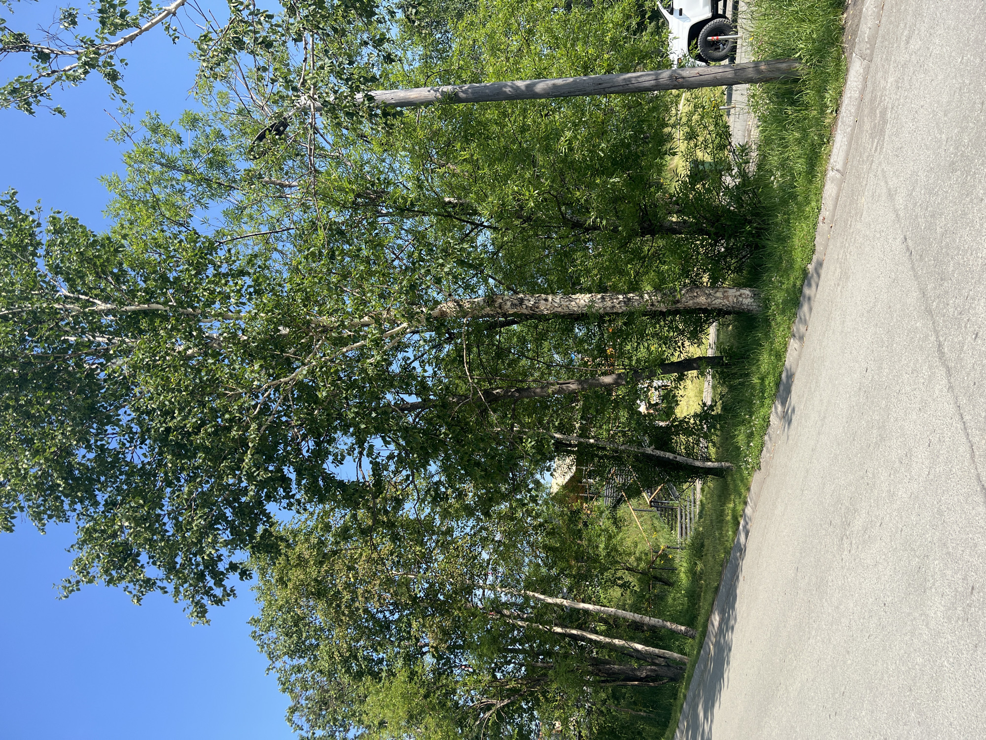 An outdoor daytime scene in Paratunka, Russia, shows a paved road curving to the left with a grassy verge bordering it. A wooden utility pole stands prominently on the right side of the verge. Behind the verge, a cluster of trees with green foliage dominates the midground. In the background, a yellow-roofed structure with a visible staircase is partially obscured by the trees. To the far right, the rear of a white pickup truck is visible parked on a gravel area. The sky is clear blue.