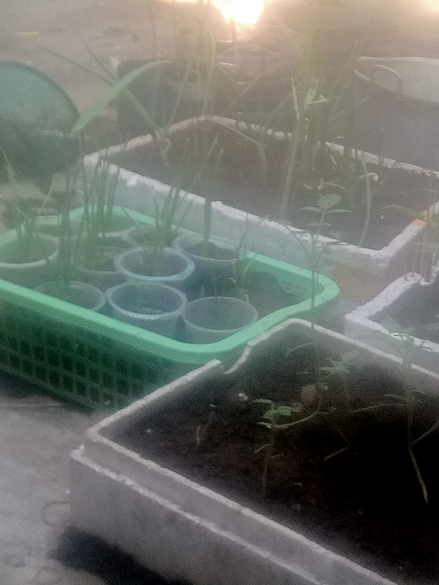 In Dukuhlo, Indonesia, a close-up shot captures a collection of seedlings in various containers. The image is dimly lit and slightly hazy, suggesting it may have been taken at dawn or dusk, or perhaps indoors with diffused light. The foreground features a rectangular planter filled with dark soil, where several small green sprouts are visible. To the left, a green plastic basket holds multiple small, circular pots, each containing a few thin, green seedlings. These pots are arranged in rows within the basket. In the background, other planters with similar seedlings and tall, slender plants are present, some appearing to be in concrete containers. The overall scene depicts an urban gardening or nursery setting, with a focus on young plant growth.