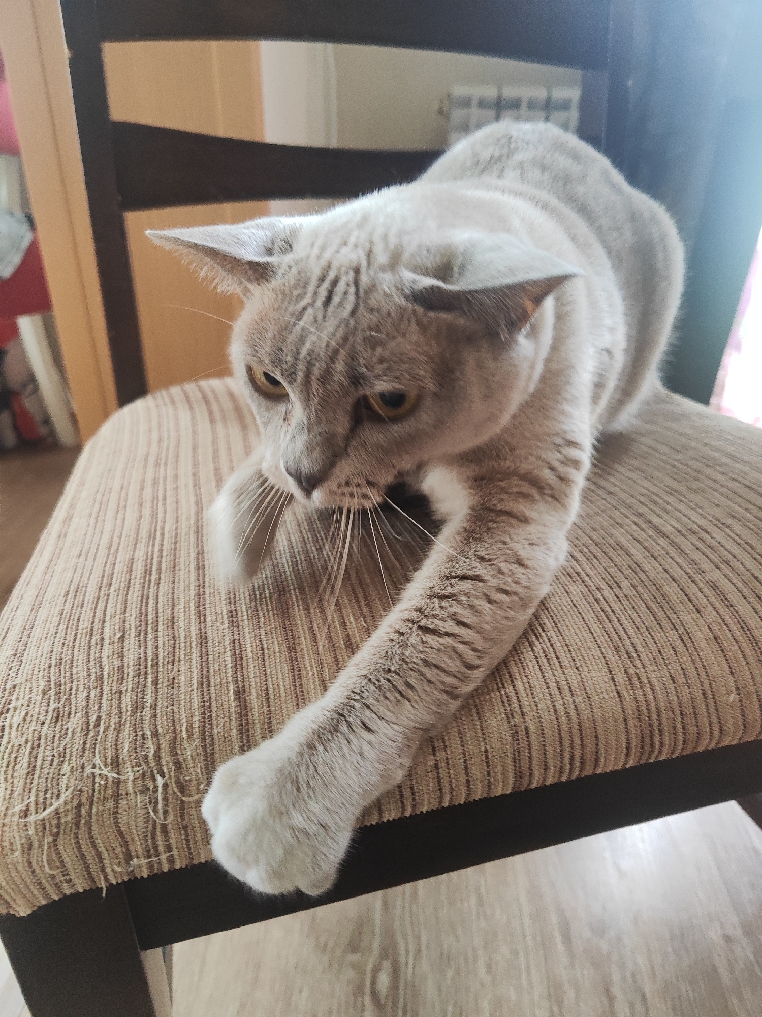 A grey cat with yellow eyes is crouched on a chair with a striped brown seat. The cat is stretching its front left paw out towards the viewer, its claws extended. The cat's fur is short and dense, and it has distinctive tabby markings on its face and legs. The chair appears to be made of dark wood, and the seat is covered in a textured fabric. The background is blurred, but it appears to be an indoor setting with a wooden floor and a radiator visible on the wall. The lighting suggests that the image was taken during the day, with natural light coming from the right side.
This image was taken in an apartment in Gvardeysk, Russia.