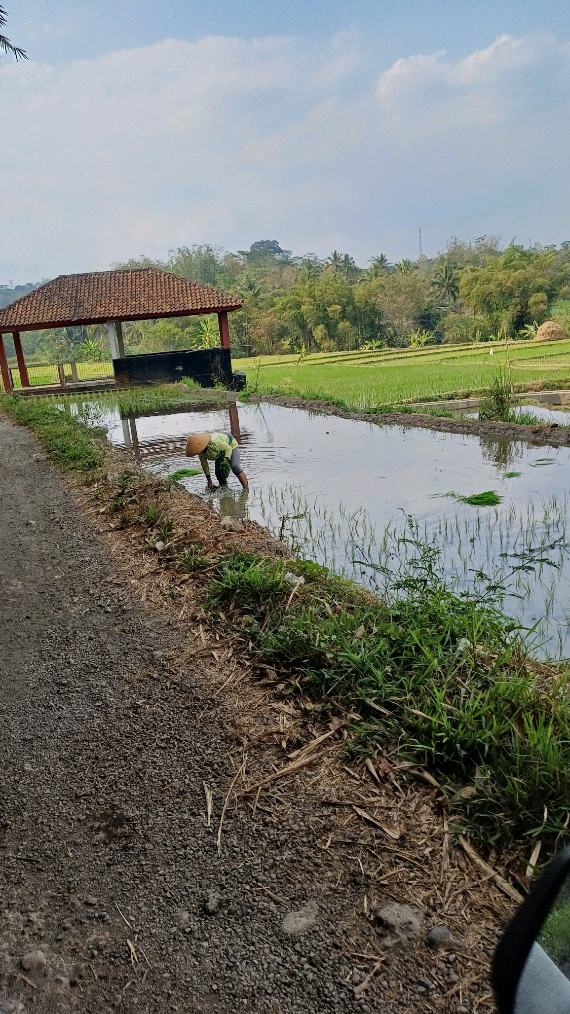 The image depicts a rice paddy field with a farmer planting rice seedlings. The farmer, wearing a conical hat and a light-colored shirt, is crouched in the shallow water, actively engaged in the planting process. To the left of the paddy is a dirt path. In the background, there is a small, open-sided structure with a reddish-brown tiled roof, likely a simple shelter or gazebo. Beyond the shelter, lush green vegetation, including trees and bamboo, forms a dense backdrop, suggesting a rural setting. The sky above is partly cloudy, with a light blue hue. The overall scene is indicative of agricultural activity in a tropical or subtropical region, consistent with the location of Wonokerso, Indonesia.