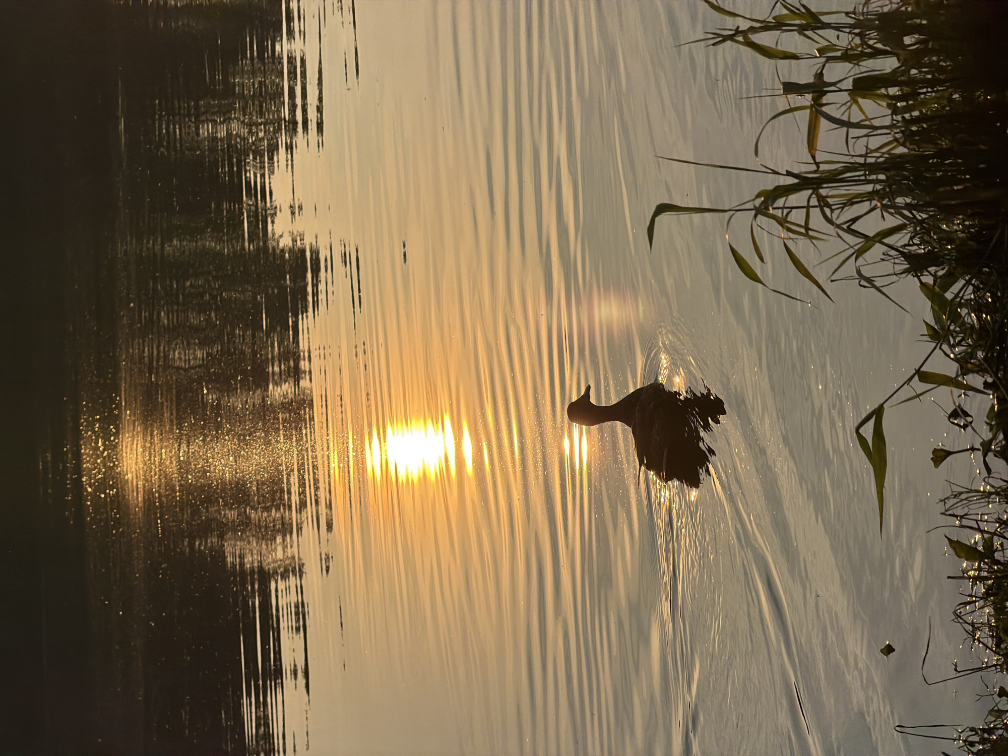 The image depicts a serene natural scene on a body of water, likely a lake or river, in Chaikovsky, Russia. The time of day appears to be either sunrise or sunset, indicated by the warm, golden light reflecting off the rippling water and the low angle of the sun. The water surface is textured with numerous thin, elongated ripples that create a shimmering effect, broken by the strong reflection of the sun.
A single duck is the main subject, swimming in the water and slightly angled towards the right side of the frame. Its dark silhouette stands out against the bright, sunlit water. The duck appears to be preening or shaking its feathers, as indicated by the slight spray of water around it.
The foreground and background are characterized by dark, blurry shapes that suggest the presence of vegetation or trees along the shoreline. The reflections on the water are prominent, with dark vertical lines appearing on the left side, likely from trees or reeds. On the right side, the vegetation is more clearly visible, with long, thin leaves reaching out over the water, catching the sunlight.
The overall mood of the image is peaceful and tranquil, evoking a sense of quiet solitude in nature. The golden light and the gentle movement of the water contribute to a calm and reflective atmosphere. There is no visible text in the image.