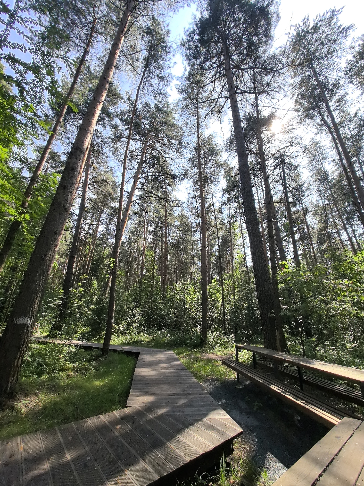 This is a low-angle, wide shot of a wooden boardwalk winding through a pine forest. The boardwalk, made of dark wooden planks, curves through dappled sunlight. To the right of the boardwalk, there is a wooden picnic table with two benches. Tall pine trees with thin trunks and sparse foliage dominate the scene, reaching towards a bright, partly cloudy sky. Green foliage and grass are visible on either side of the boardwalk. The image appears to be taken in a natural, outdoor setting within the city of Perm, Russia, likely a park or nature reserve designed for public access. There are no people or animals visible in the frame.