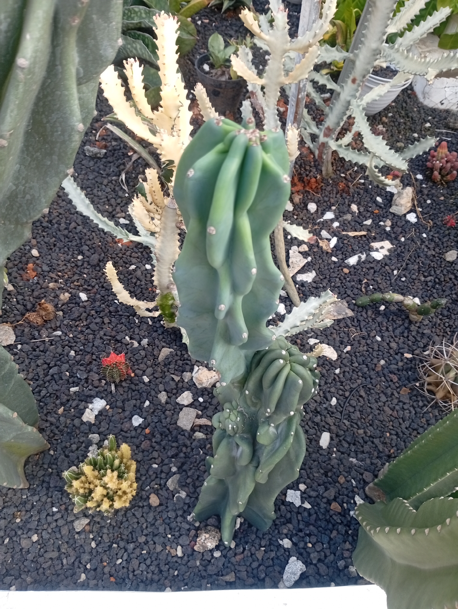 This is an outdoor, eye-level, medium shot photograph of a collection of various cacti and succulents. The plants are situated in a dark, gravelly substrate, likely in a garden or nursery. In the foreground and center, a large, ribbed, green cactus with a twisted, columnar form is dominant. To its lower right, a smaller, similar cactus grows, also exhibiting a greenish hue and ribbed structure. To the left of the main cactus, a large, pale green, leafy cactus segment is partially visible.
Further into the background, a white, branched cactus with flattened, toothed segments stands out, suggesting it may be a variety of Euphorbia. A small, bright red cactus with visible spines is nestled amongst the gravel in the mid-ground. A cluster of small, yellow-green, bumpy succulents is visible in the lower left quadrant of the image. The background is indistinct, but appears to be other plants and possibly some decorative elements. The lighting suggests it is daytime, with soft shadows present. The location in Kemang, Indonesia, indicates a tropical or subtropical environment, which is suitable for growing these types of plants. There are no people or animals visible in the image.