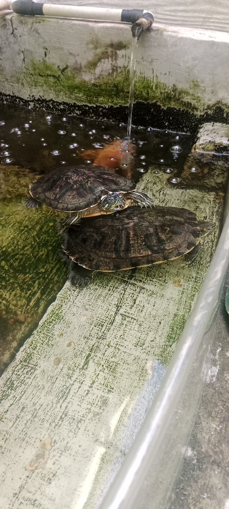 A close-up, high-angle shot shows two turtles in a concrete enclosure with water. The enclosure walls appear aged and have green algae growth. Water is flowing into the enclosure from a white pipe connected to a black fitting at the top. The water is dark and contains some bubbles. The turtles are submerged in the water. The foreground shows the textured, light-colored concrete bottom of the enclosure, also with some green discoloration. The scene appears to be outdoors, possibly in a garden or animal sanctuary, with natural lighting.