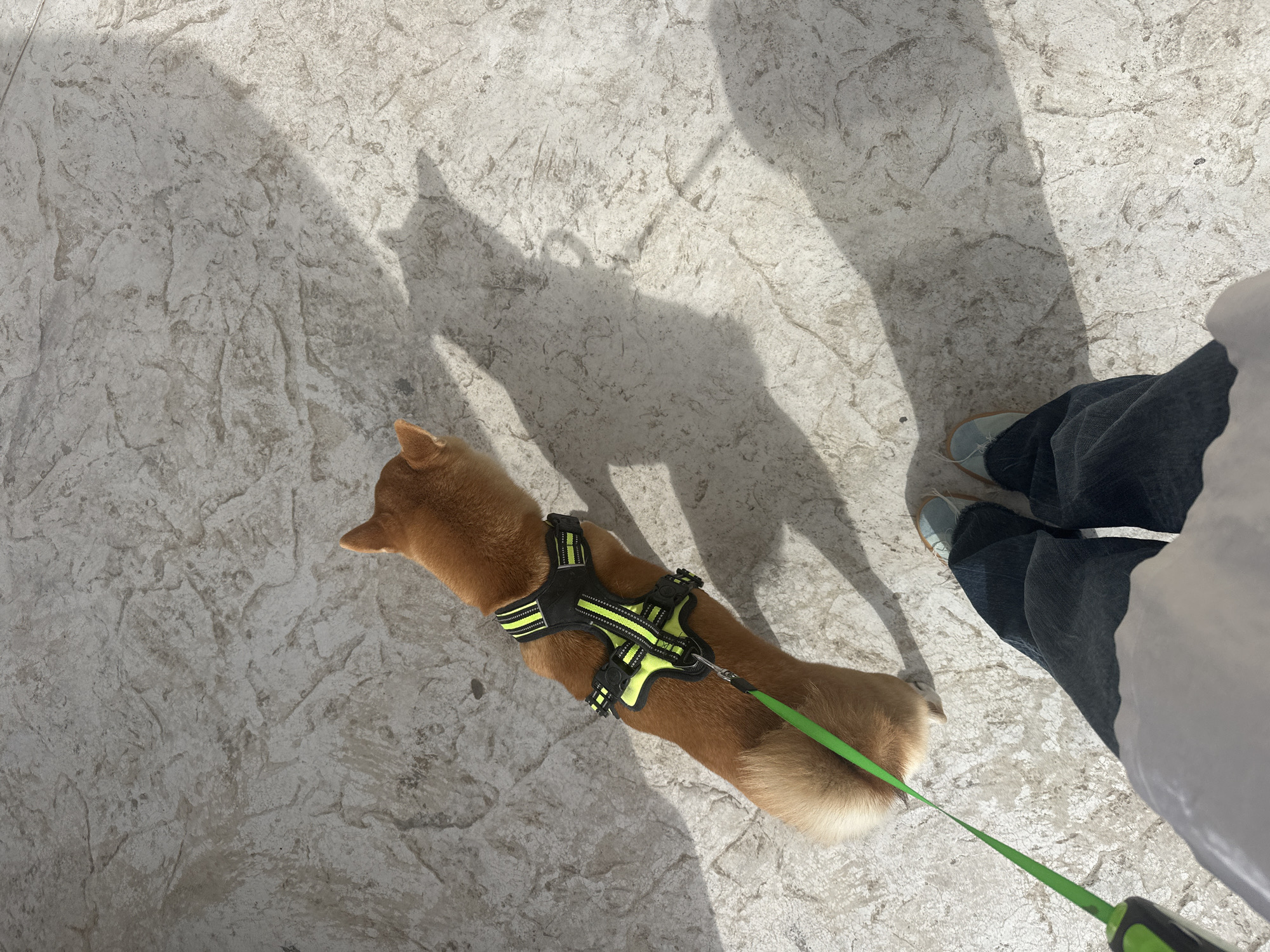 The image shows a Shiba Inu dog wearing a black and green harness and a green leash being held by someone. The person is wearing jeans and light blue shoes, and a white shirt/jacket. The background appears to be a textured stone surface. The location is likely in Budva, Montenegro. A shadow is cast on the stone surface.