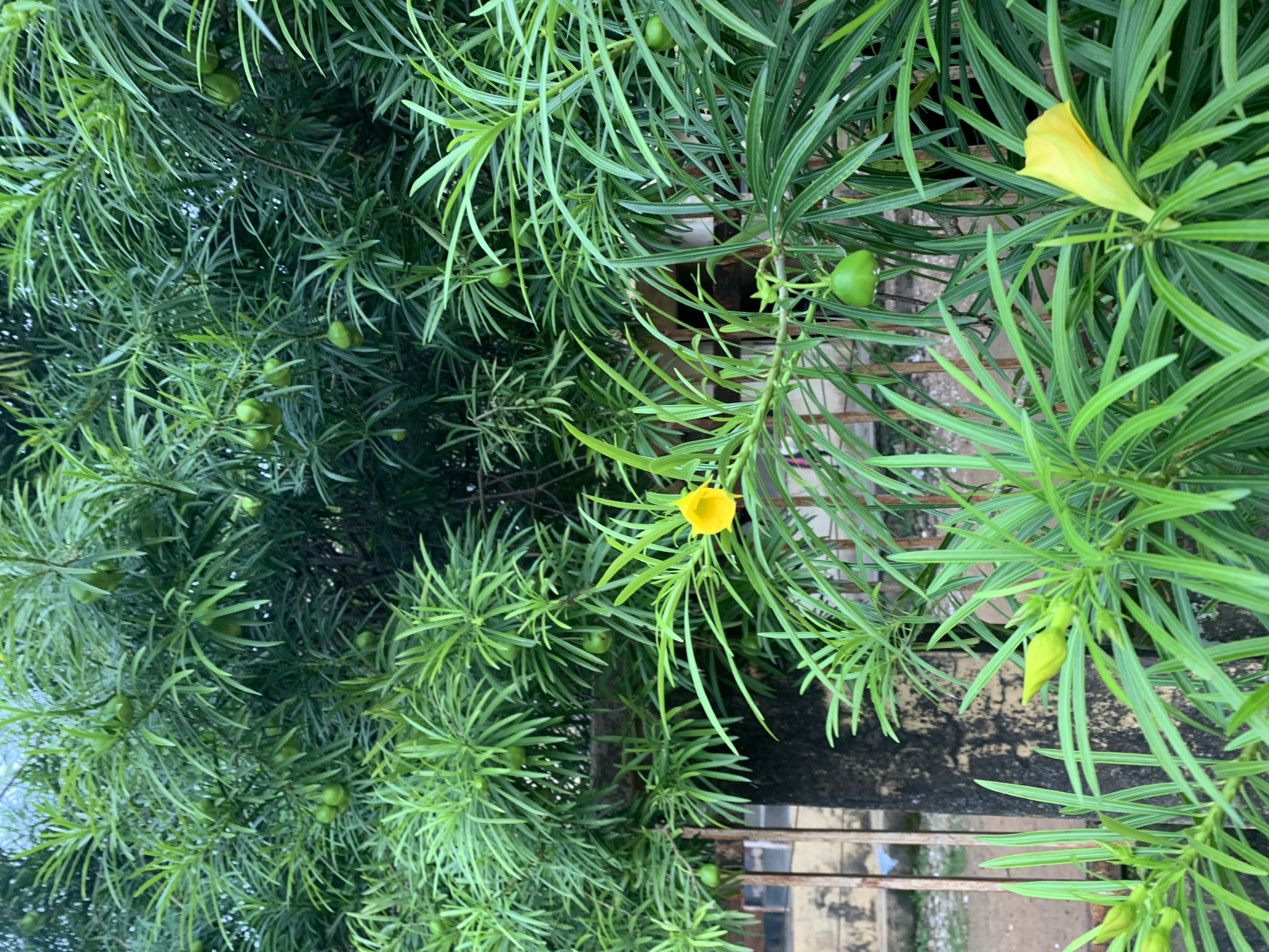The image shows a close-up view of a dense green plant with long, slender leaves, and several round, green fruits. Two bright yellow flowers are visible, one in the center and another in the lower right quadrant. The plant appears to be growing outdoors, with a weathered, dark-colored wall and a metal fence visible in the background. The overall impression is of lush vegetation in an outdoor setting. The location is described as Rafin Par, Nigeria.