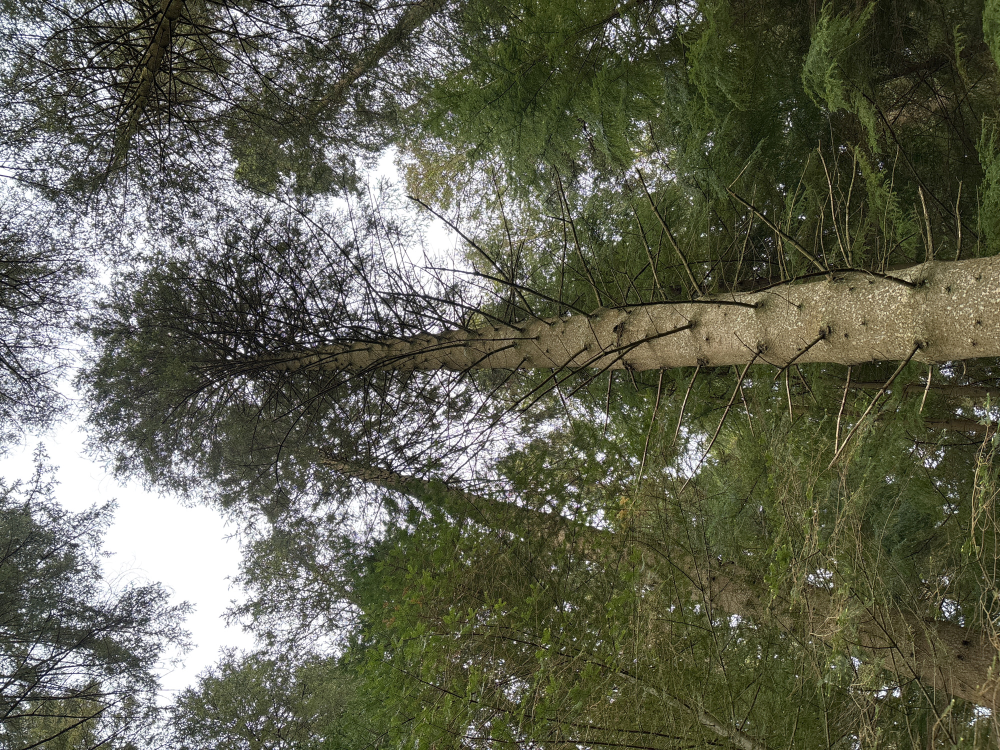 The image is a low-angle shot looking up into a dense forest canopy. There are several tall, coniferous trees with varying shades of green foliage. One prominent tree trunk dominates the center, with its branches mostly pruned, creating a stark contrast to the surrounding greenery. The bark is light gray with visible texture. The sky is overcast and appears white through the gaps in the canopy. The location of Llanrwst, United Kingdom, is not discernible from the visual information provided.