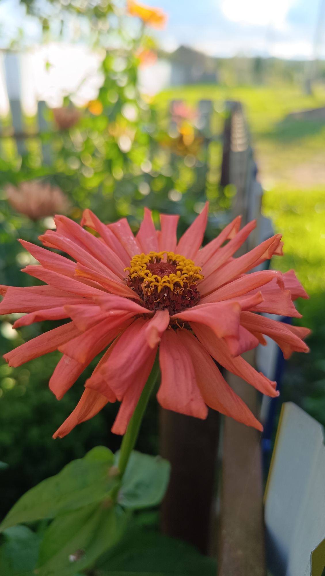 The image is a close-up, low-angle shot of a vibrant coral-colored zinnia flower. The flower's petals are splayed outwards, with a detailed view of its yellow and brown center. The background is blurred, creating a bokeh effect, with hints of green foliage, a wooden fence, and a bright sky. The lighting suggests it's a sunny day, likely late afternoon given the warm tones. The scene appears to be in a garden or outdoor setting. There is no indication of the city of Karsha, Russia, or any people present.