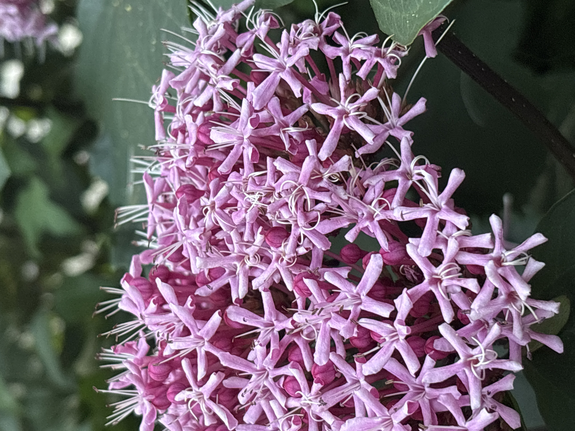 A close-up, eye-level shot captures a cluster of delicate, star-shaped pink flowers with prominent white stamens. The flowers are arranged densely, with some appearing to be in bud form and others fully open, creating a complex and layered visual. The background consists of soft-focus green foliage, suggesting an outdoor, natural setting. The lighting appears to be natural daylight, highlighting the intricate details of the petals and stamens. The image has been taken in Sochi, Russia.