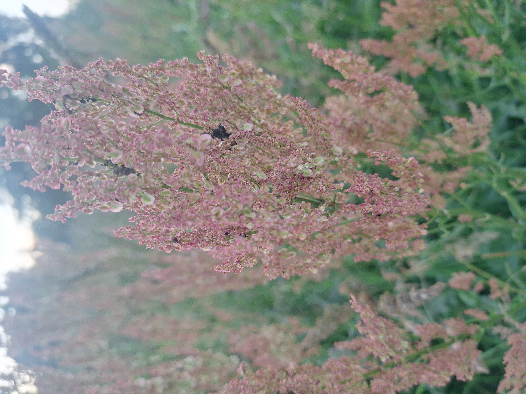 This is a close-up, outdoor, eye-level, medium shot of a field of pinkish-red flowering plants, likely in the Капыльскі сельскі Савет, Belarus. The plants are tall and thin, with clusters of small flowers. Some of the plants have dark specks on them, which appear to be insects. The background is blurred and out of focus, but appears to be a natural environment with trees and green foliage. The lighting is soft and diffused, suggesting it might be early morning or late afternoon.