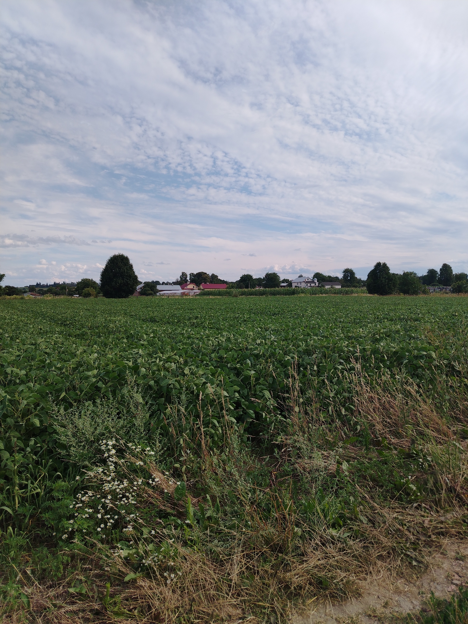 The image depicts a rural landscape with a large field of green crops in the foreground and middle ground. In the background, there are several farm buildings with red and white roofs, as well as scattered trees. The sky is partly cloudy with wispy white clouds against a blue background. The scene appears to be located in Molodiia, Ukraine. There are no people or animals visible in the image. The overall impression is one of a peaceful agricultural setting.