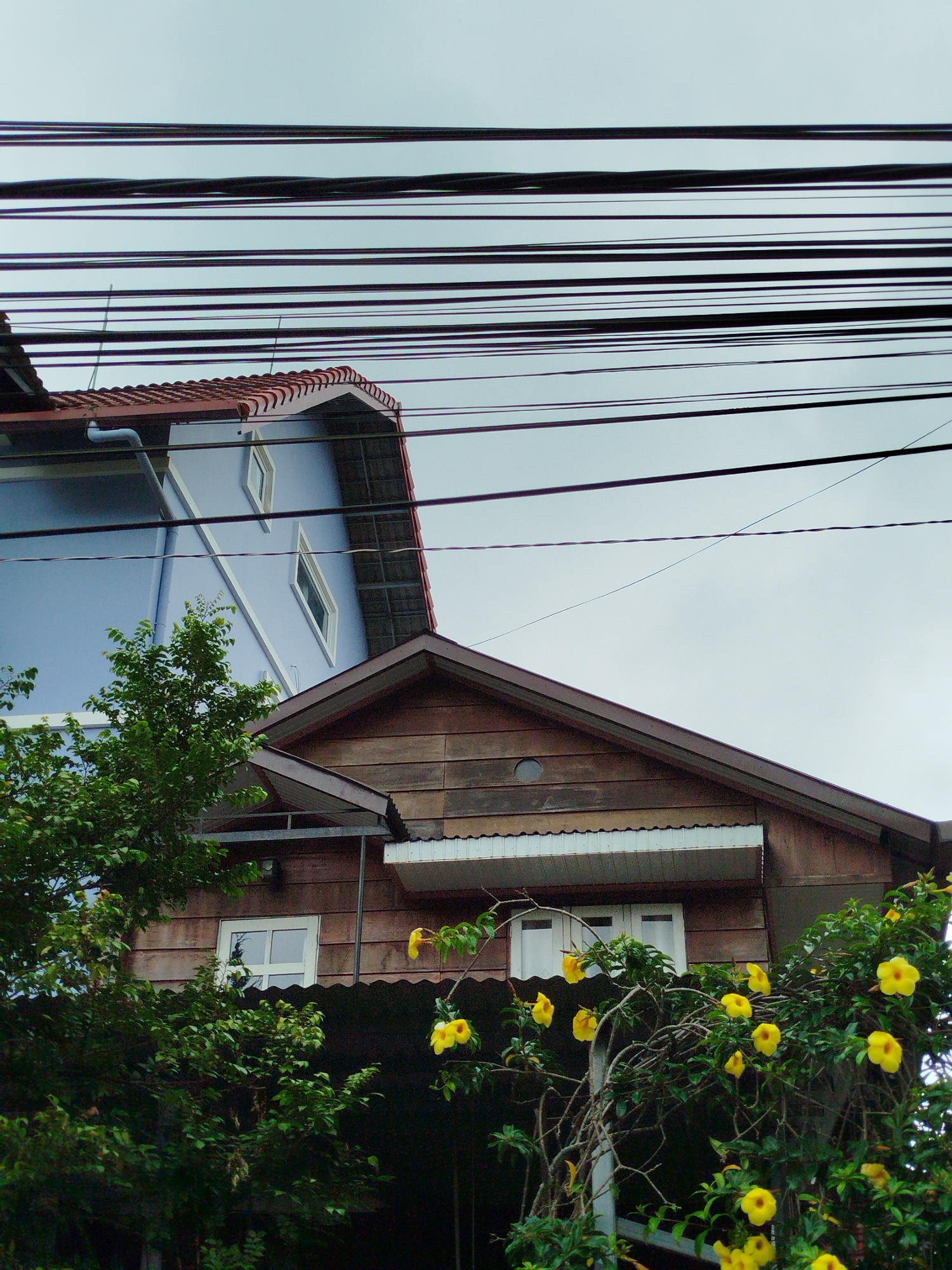 A low-angle, outdoor shot captures a portion of two residential buildings situated in Da Lat, Vietnam, beneath a network of overhead power lines against a pale, overcast sky. The building on the left is painted a light blue and features a terracotta-tiled roof. Its facade shows two horizontally oriented rectangular windows with white frames and trim. A downspout is visible running along the side of this structure.
The building on the right is clad in horizontal wooden planks and also has a tiled roof. Two windows with white frames are visible, the one on the left being a square with a grid pattern, and another to its right being a horizontal rectangle. A portion of what appears to be a balcony or porch structure with a metal railing is visible between the two buildings.
In the foreground and wrapping around the right building, a vibrant green plant with numerous yellow, trumpet-shaped flowers is in bloom. The plant's branches and leaves are dense, partially obscuring the lower sections of the wooden building. The overall scene suggests a residential area in Da Lat, a city known for its cooler climate and abundant plant life.