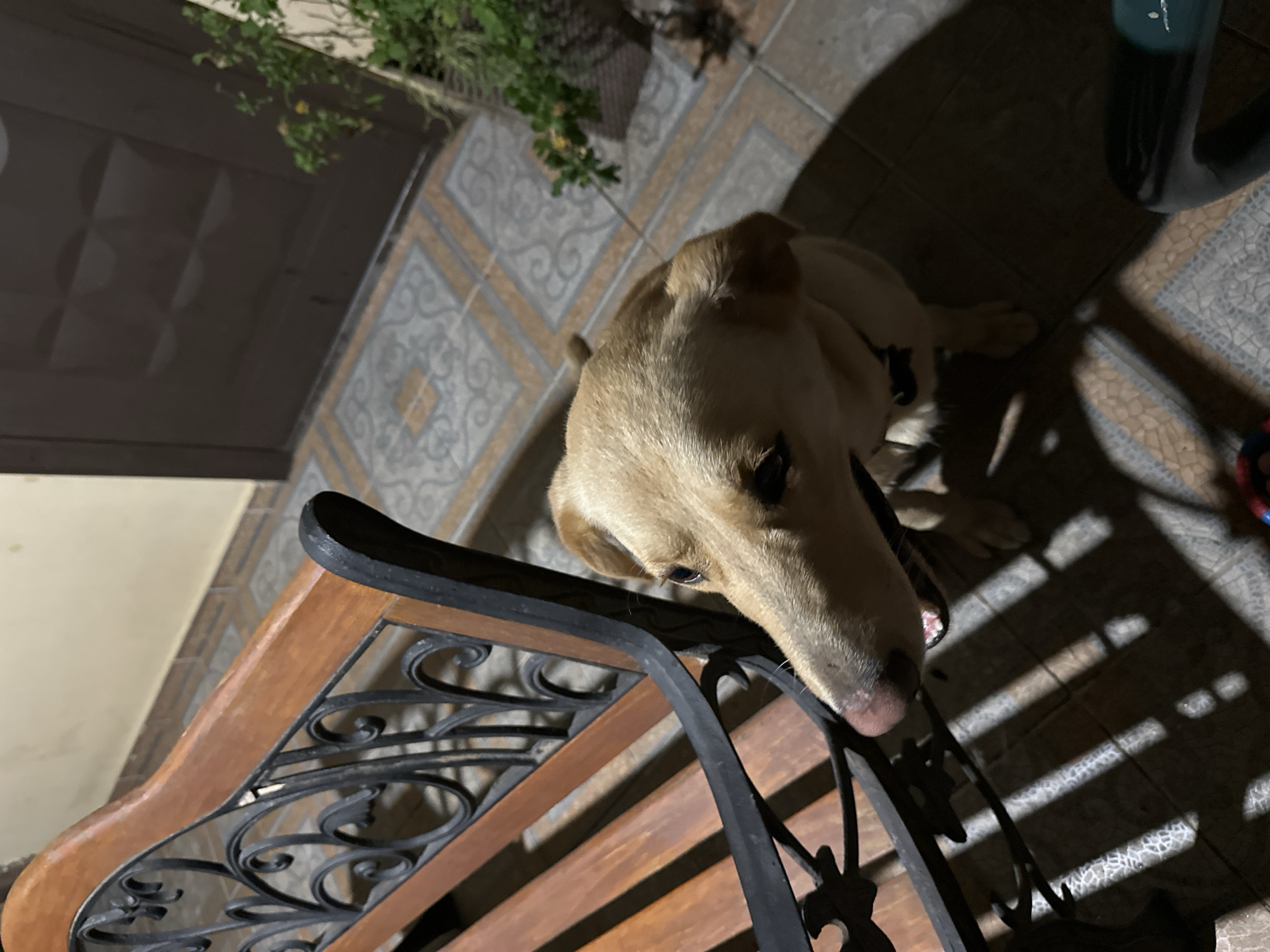 A medium shot, low-angle perspective shows a light-colored dog, possibly a Labrador mix, looking to the left of the frame. The dog's head and front legs are in focus, while its body is partially visible. The dog appears to be sniffing or nudging a dark metal and wood bench. The bench has ornate scrollwork on its metal frame and wooden slats. Sunlight casts dappled shadows on the tiled floor, which features a geometric pattern of grey, beige, and white tiles. In the background, a dark brown door is visible. To the right of the door, a potted plant with green foliage adds a touch of nature to the scene. The overall setting suggests an outdoor area, possibly a patio or entryway. The image was taken at night in Sochi, Russia.