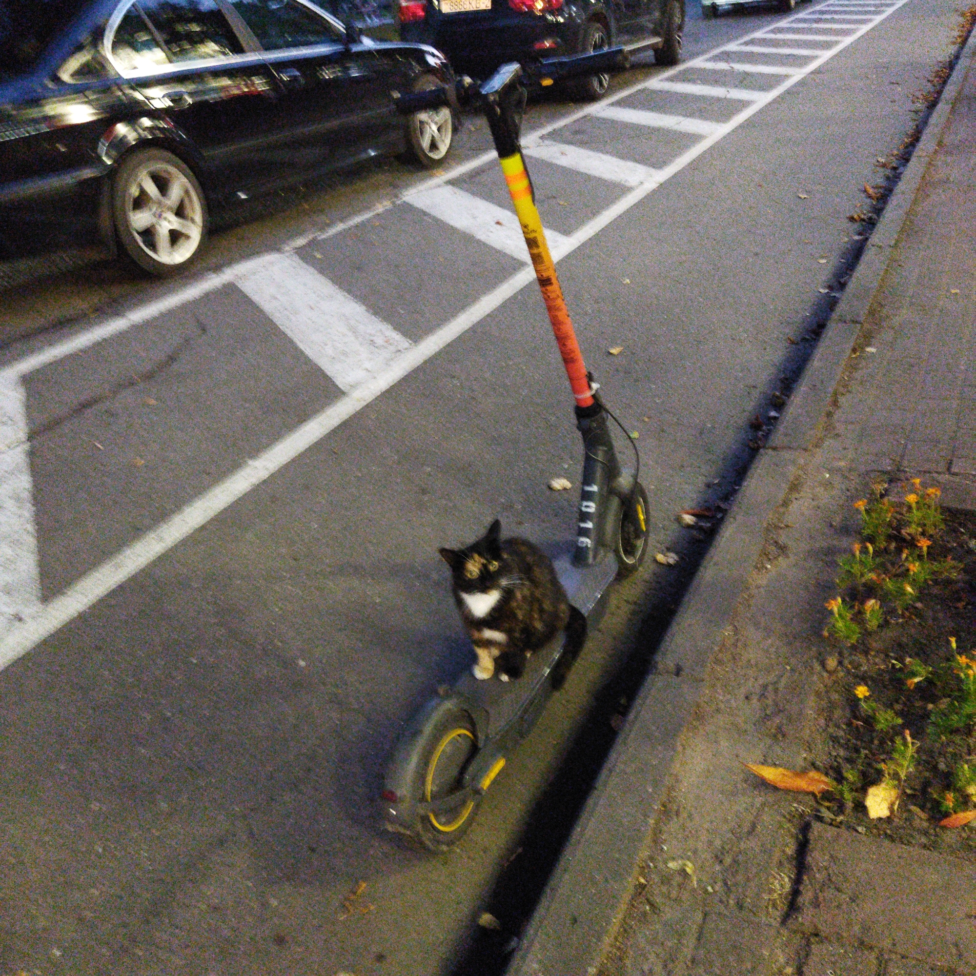 An adult calico cat sits on the platform of a standing electric scooter, which is parked on an asphalt road marked with white dashed lines. The scooter has a black body with orange and yellow accents on its handle and a visible serial number "1016". The cat is facing forward with its head slightly tilted. In the background, the rear section of a dark-colored car is visible. The scene appears to be a street in Polatsk, Belarus, with a curb and some vegetation with small orange flowers to the right. Fallen leaves are scattered on the ground.
