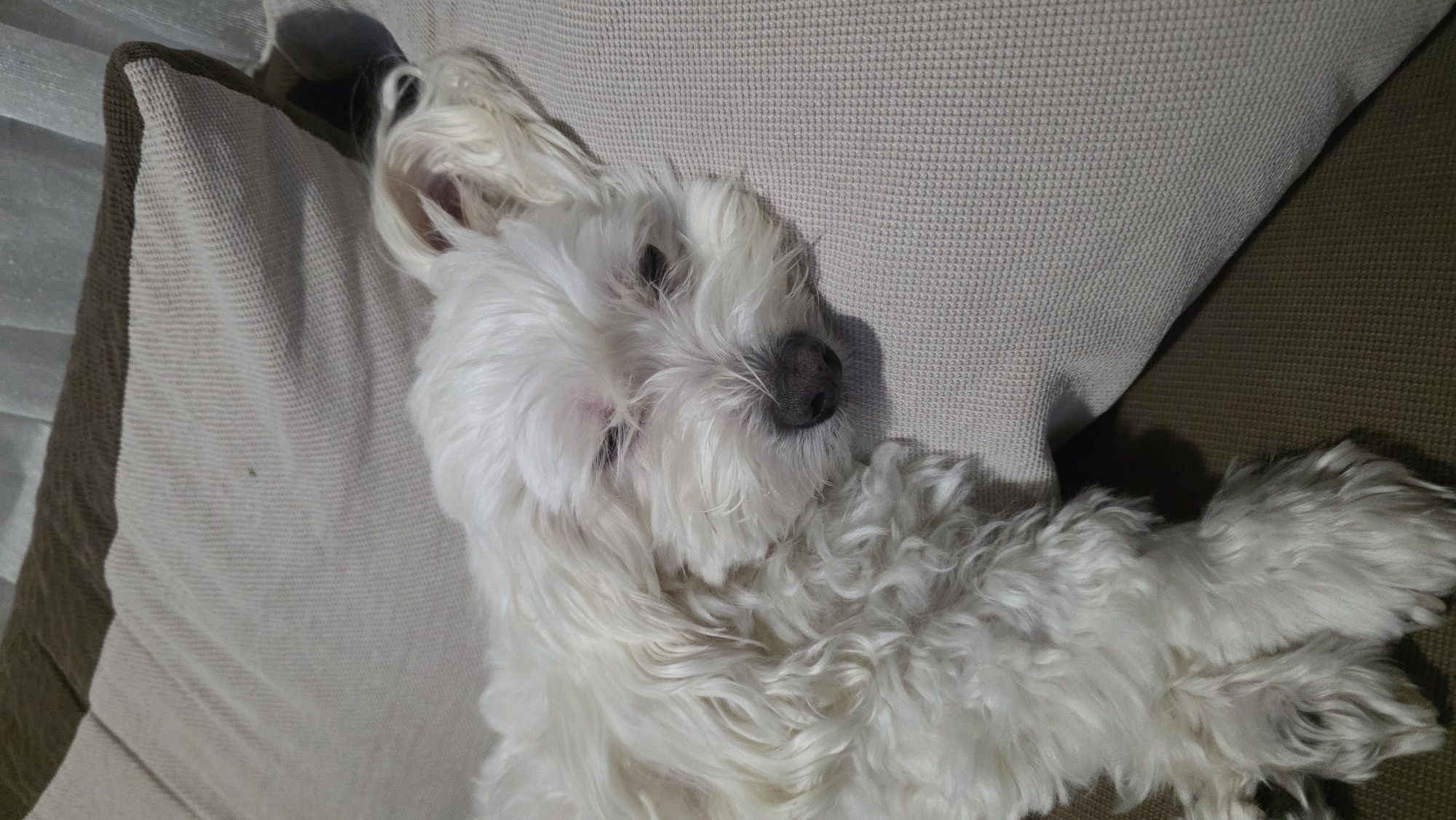 A white, small-breed dog with curly fur is lying on its back on a light beige textured couch. The dog's head is resting on a pillow, and its paws are extended. The background includes parts of the couch in darker brown and beige shades. The specific location in Blagoevgrad, Bulgaria, is not discernible from the visual information provided.