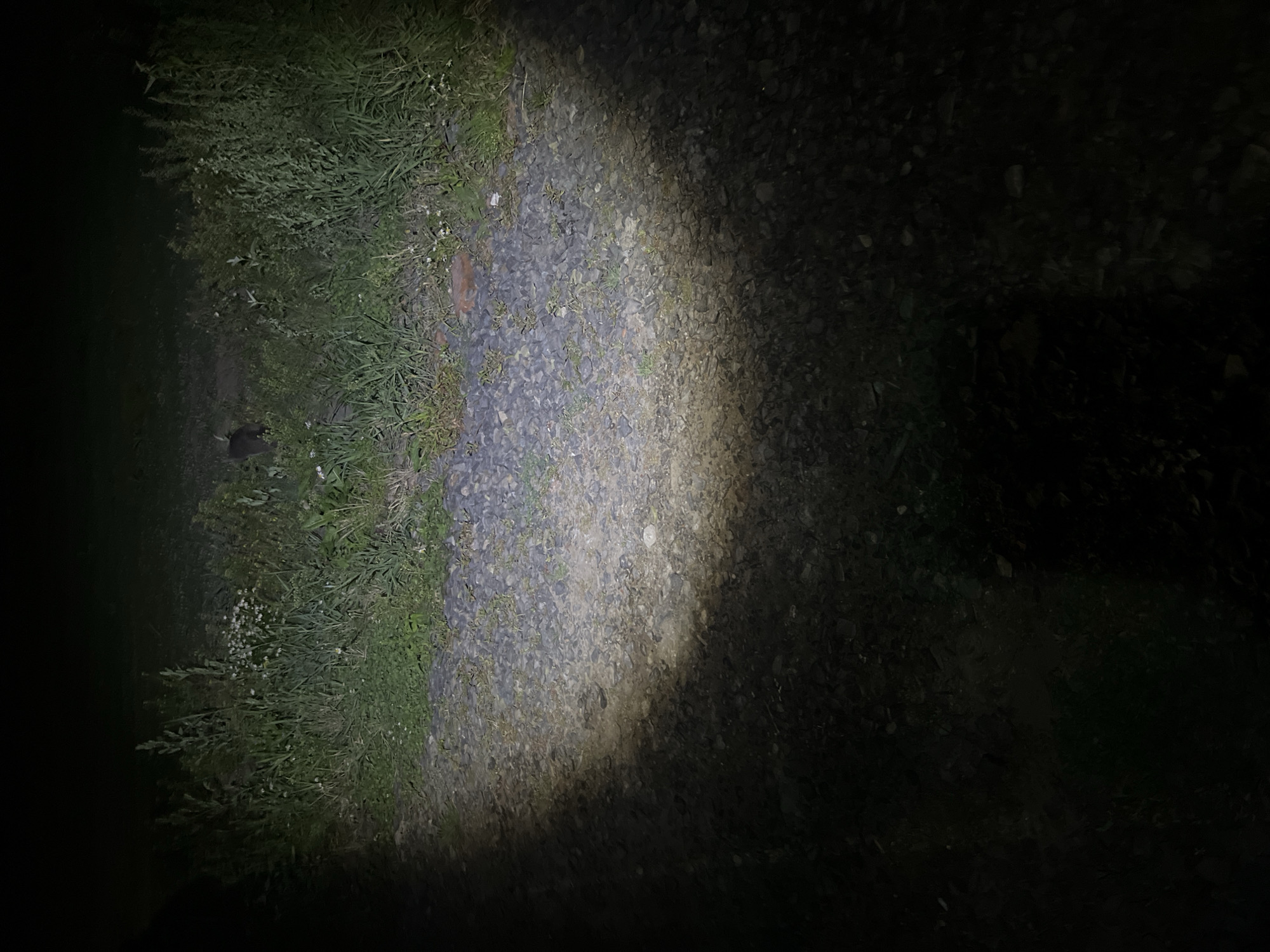 The image shows a dark, gravel-covered path at night, illuminated by a spotlight. To the left of the path is dense, green vegetation with some small white flowers. To the right, more vegetation is visible, with a dark, indistinct shape that may be an animal or object partially obscured by the foliage. The path itself is composed of small, gray stones. The background is dark and out of focus. There is no indication of the city of Novopichugovo, Russia, in the image.