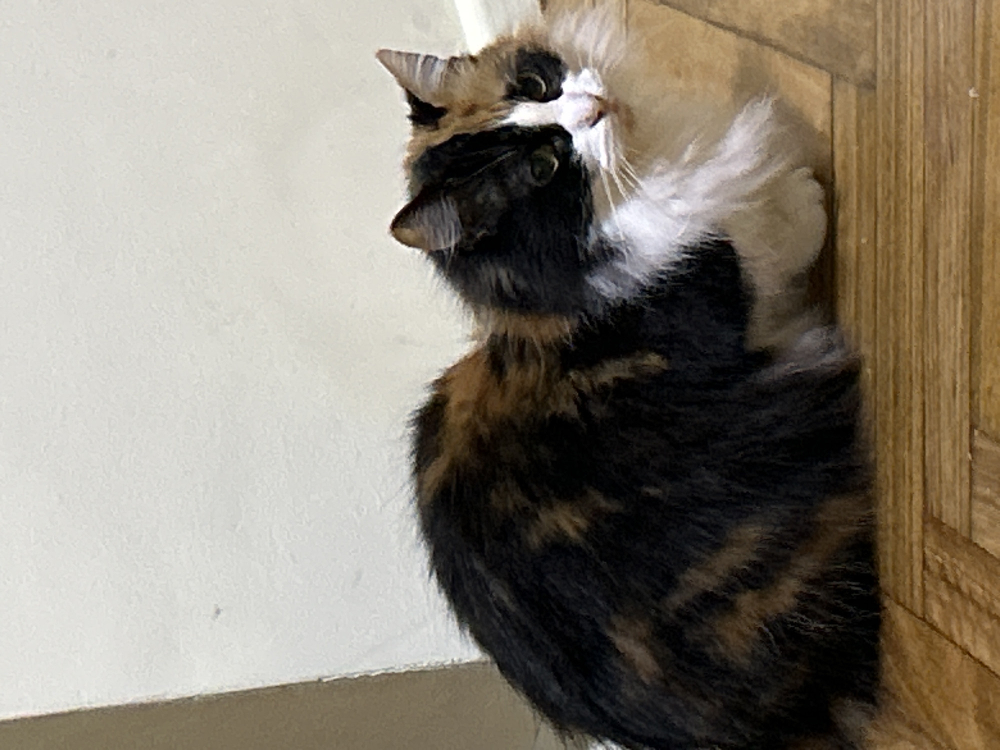 A tortoiseshell cat with black, orange, and white fur is lying on a wooden floor, looking to the right of the frame. The cat has long fur, green eyes, and white whiskers. The background is a plain, light-colored wall. The scene appears to be indoors, possibly in a residential setting. There is no visible indication of the location being in Buenos Aires, Argentina.