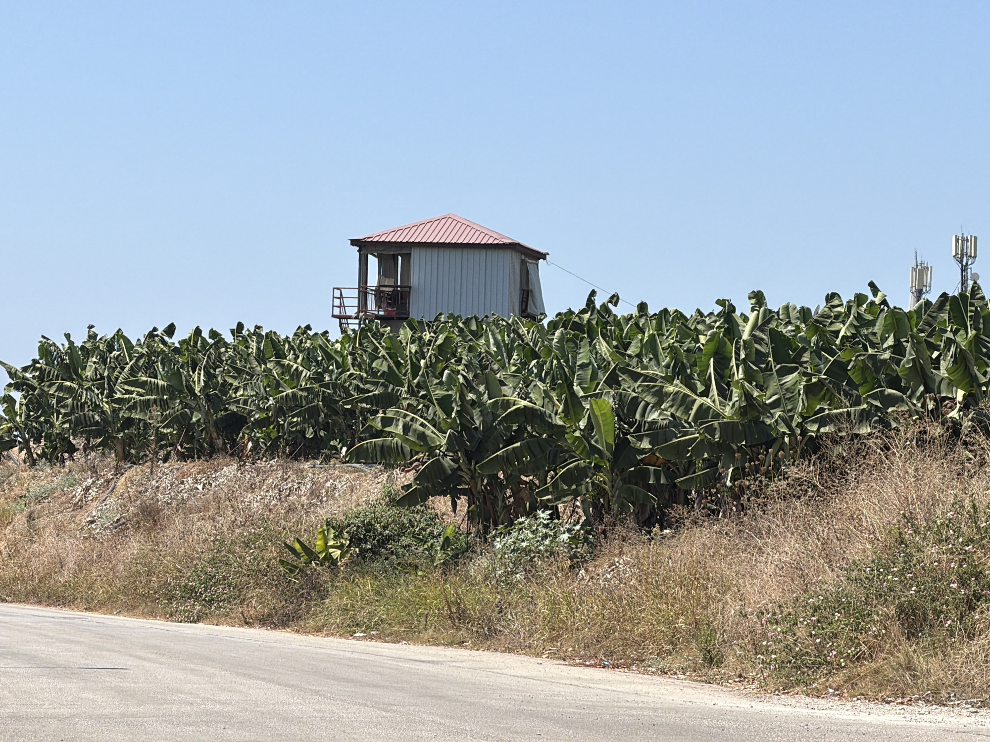 In Alanya, Turkey, a banana plantation occupies a hillside under a clear blue sky. A small, elevated structure with a red roof and light-colored walls stands amidst the dense green foliage of the banana trees. The structure appears to be a shelter or lookout post, with railings on its balconies. In the background, several cellular towers are visible. The foreground shows a paved road running alongside the plantation, with dry grass and scattered vegetation lining the embankment.