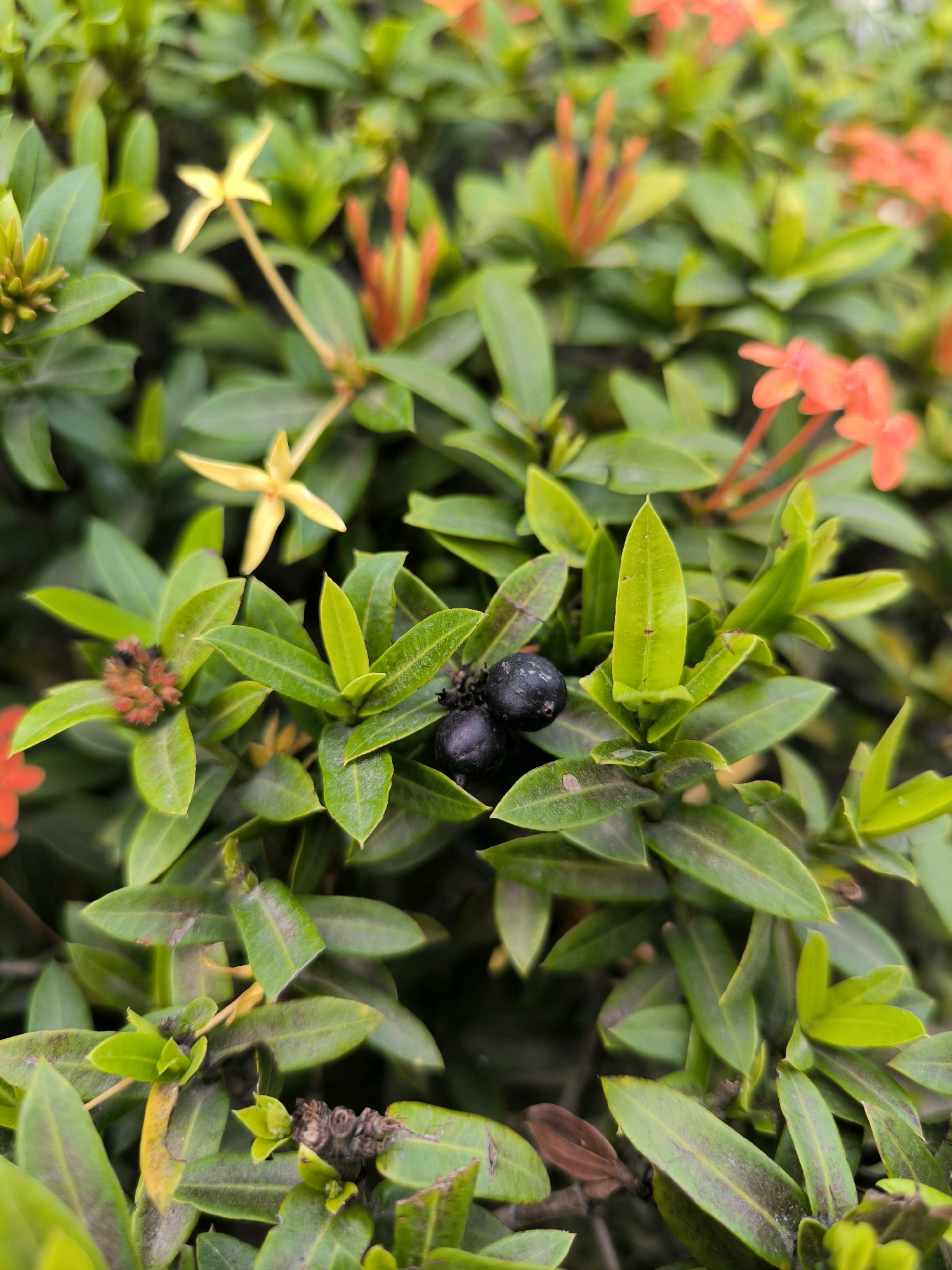 The image shows a close-up view of a flowering plant, likely an Ixora species, with a focus on its green leaves and developing berries. Two dark, round berries are prominently displayed in the center of the frame, nestled amongst the vibrant green foliage. Some red and orange flower buds are visible in the background, suggesting the plant is in bloom or preparing to bloom. The overall impression is one of lush vegetation. The specific location in Kebumen, Indonesia, is not discernible from the image itself, as it only captures a natural scene without any man-made structures or context that would indicate its urban setting.