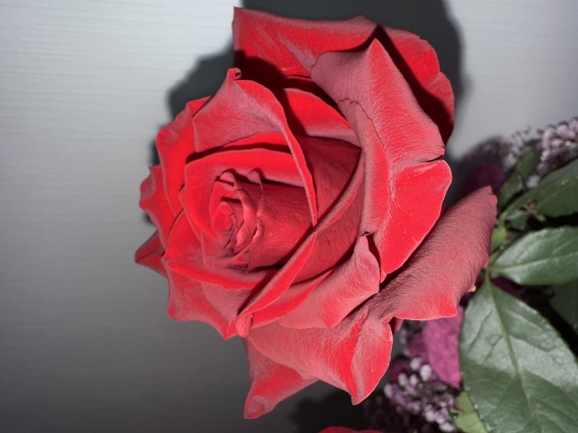 A close-up shot features a vibrant red rose in full bloom. The petals are tightly spiraled at the center, gradually unfolding outwards. Texture is visible on the petals. Beside the rose, there is partial view of a bouquet of small purplish flowers with green leaves. The background behind the flower is a plain, light grey color, possibly a wall, with a shadow cast on it. The location is unknown.