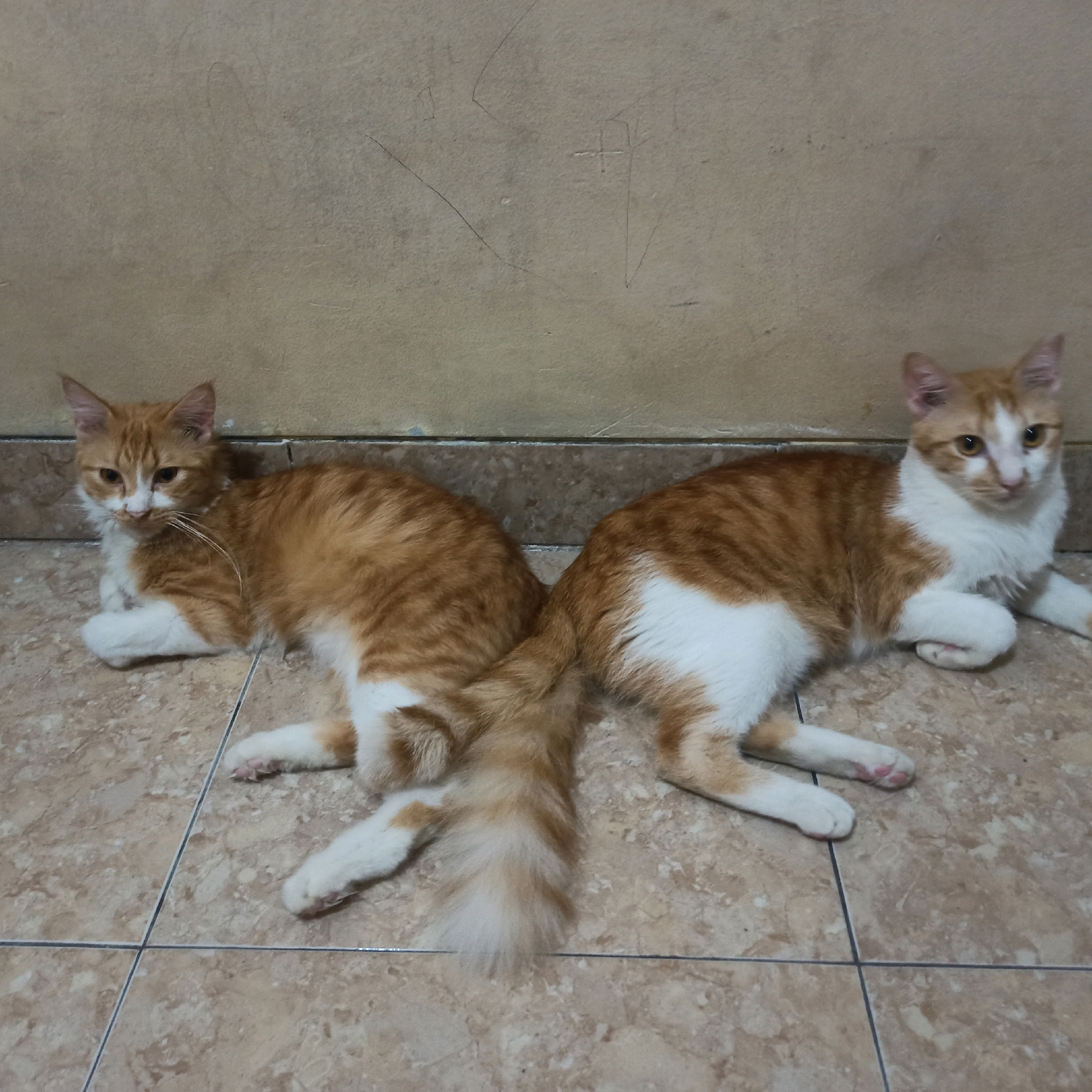 Two orange and white domestic cats are lying on a tiled floor against a beige wall. The cat on the left is facing left with its head turned towards the camera. It has white paws and chest, and an orange and white striped tail. The cat on the right is facing right with its head turned towards the camera. It has white paws and chest, and an orange and white striped body. The cats are positioned with their backs to each other, forming a symmetrical V-shape. The environment is indoors, with a textured beige wall behind the cats and a tiled floor in front of them.