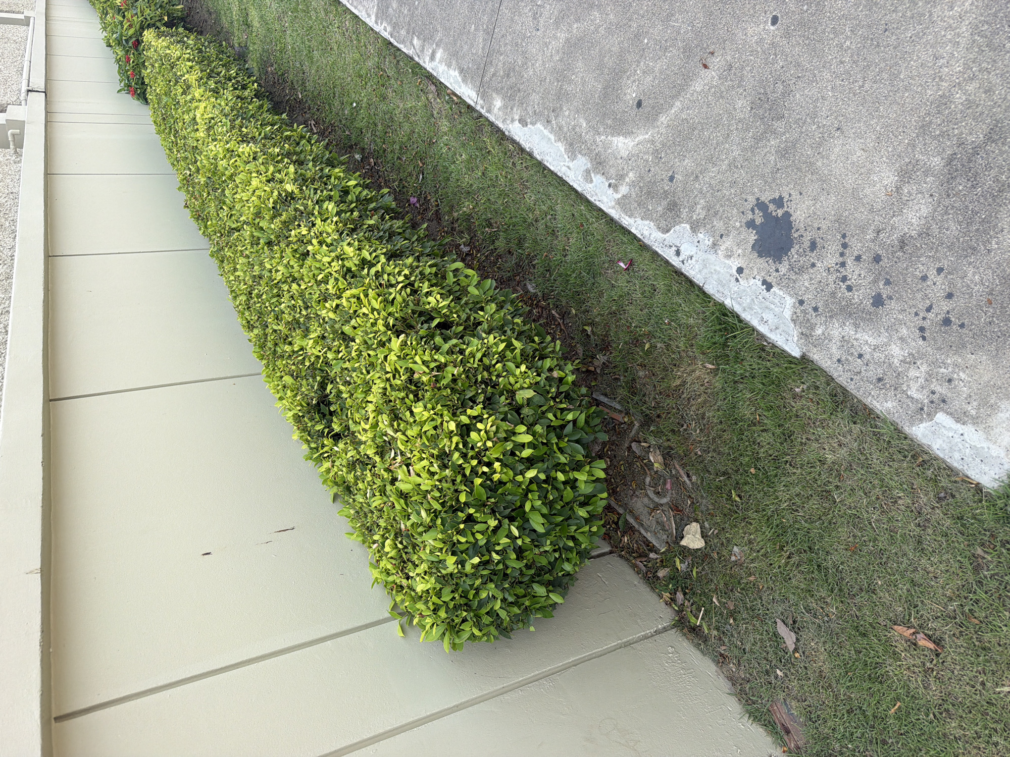 The image shows a manicured green hedge lining a light-colored, textured concrete wall. To the right of the hedge is a strip of green grass, followed by a concrete pathway. The pathway has dark stains, possibly oil or water, scattered across its surface. In the background, the hedge continues, and a small section of red flowers is visible. The overall scene suggests an outdoor urban or suburban environment in Ko Samui, Thailand, likely a public space or a well-maintained private property. There are no people or animals visible in the image.