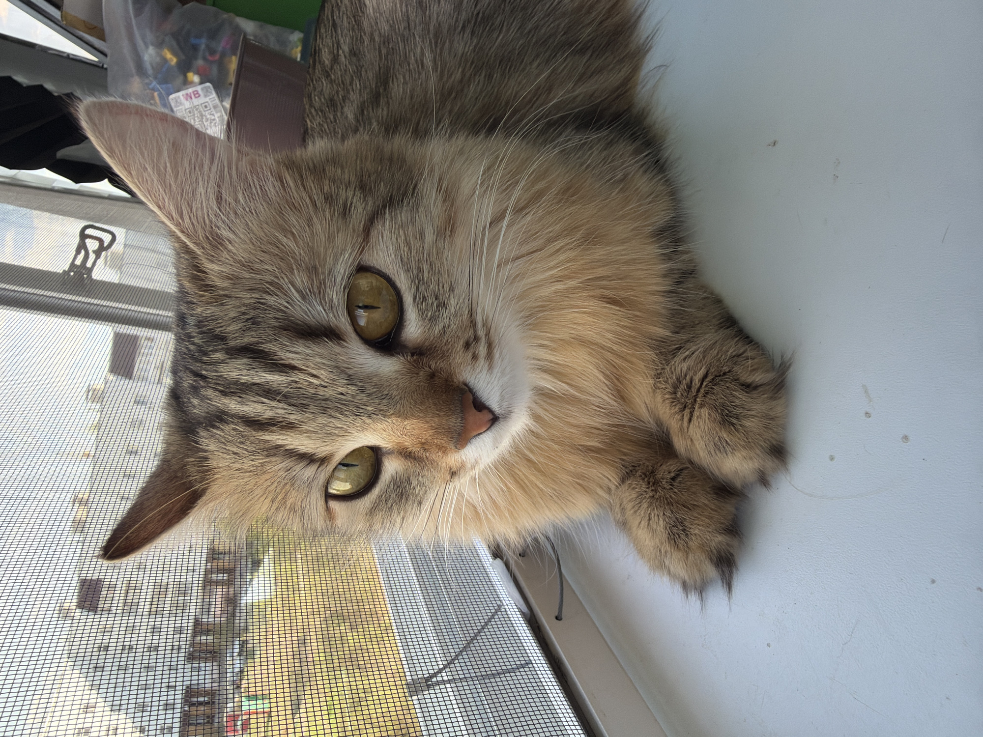 A tan and gray tabby cat is lying on a white window sill indoors, its paws crossed. A window screen is visible behind its head. Through the window, a cityscape is visible. While the precise location cannot be verified as Chaikovsky, Russia, based on the image alone, it shows buildings visible through the window. There are some items on top of the window frame behind the cat.