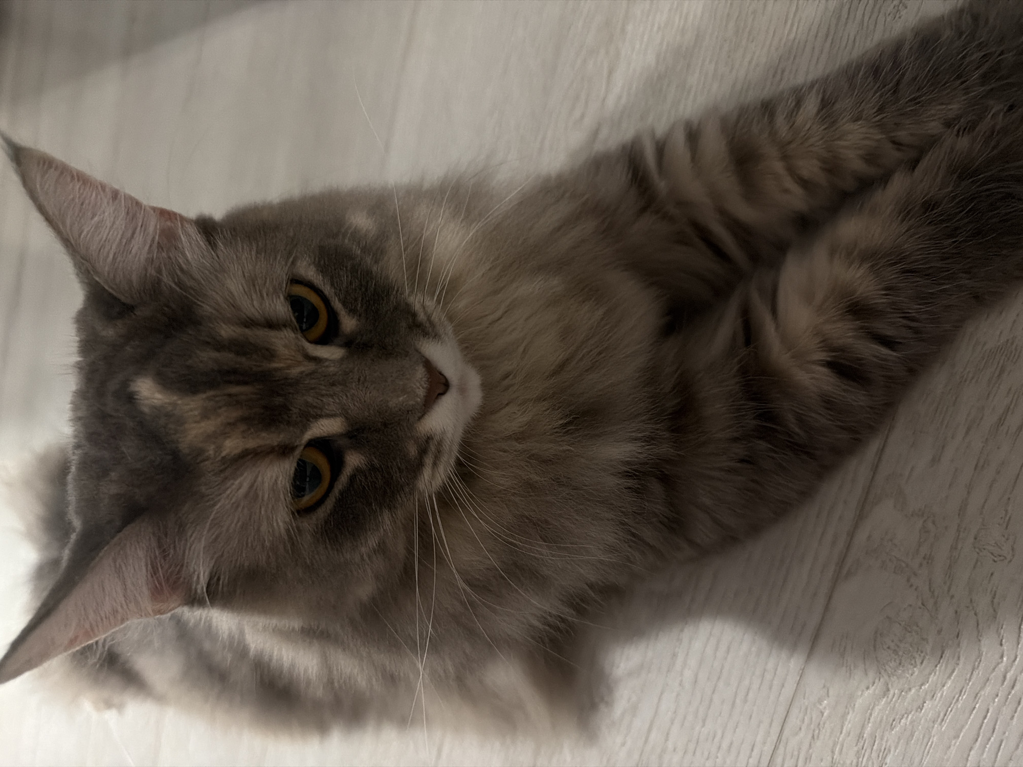 A close-up, eye-level shot shows a fluffy grey cat lying on a light-colored wooden floor. The cat's eyes are golden and its head is tilted downwards. The cat's fur is a mix of grey and brown with darker tabby markings visible on its ears and legs. The floorboards are wide and have a wood grain pattern. The lighting is dim, casting shadows on the floor and highlighting the cat's fur. The scene is indoors, with no indication of an outdoor or specific city environment.