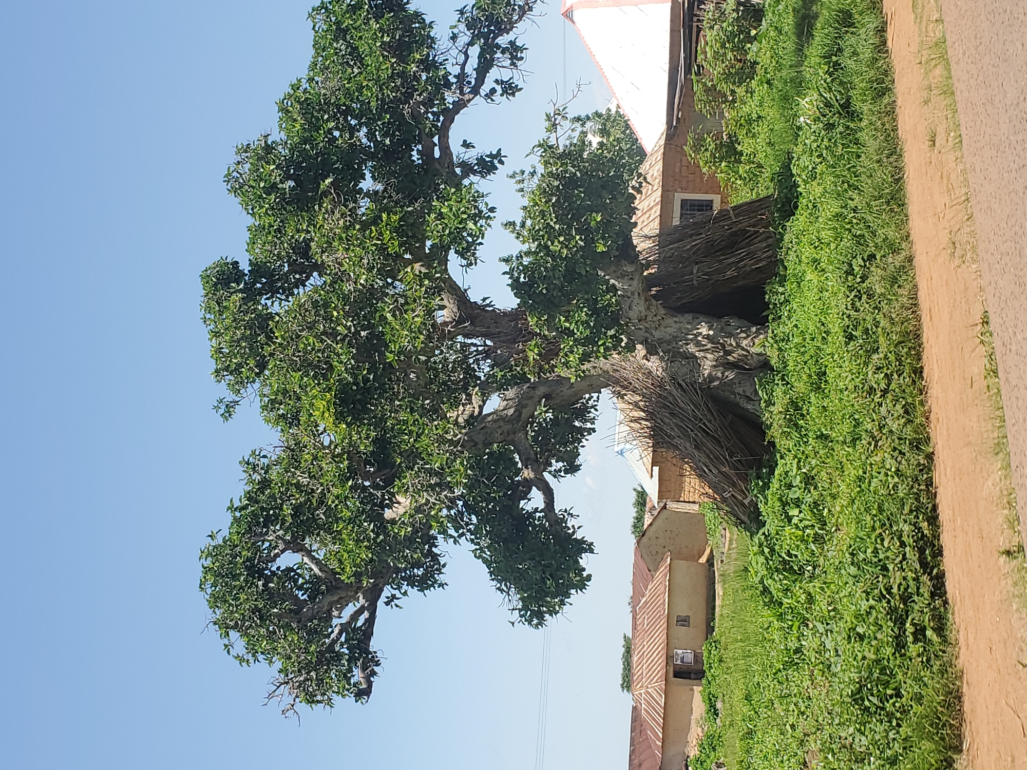 A large, mature tree with dense green foliage dominates the center of the image. Its trunk is thick and gnarled, with some branches appearing woven or bundled together near its base. The tree is set against a clear, bright blue sky.
To the right of the tree, two light-colored buildings with reddish-brown tiled roofs are visible. The buildings appear to be homes, with at least one having a small window. A dense growth of vibrant green grass and vegetation borders the buildings and the tree. A dirt path, likely a road, runs along the far right edge of the frame, showing signs of recent use.
The scene appears to be outdoors, in a rural or semi-rural setting, possibly in Kerang, Nigeria, given the provided location context. The bright sky suggests it is daytime, and the lighting indicates fair weather. There is no visible text in the image. The overall impression is one of a serene, natural landscape adjacent to human habitation.