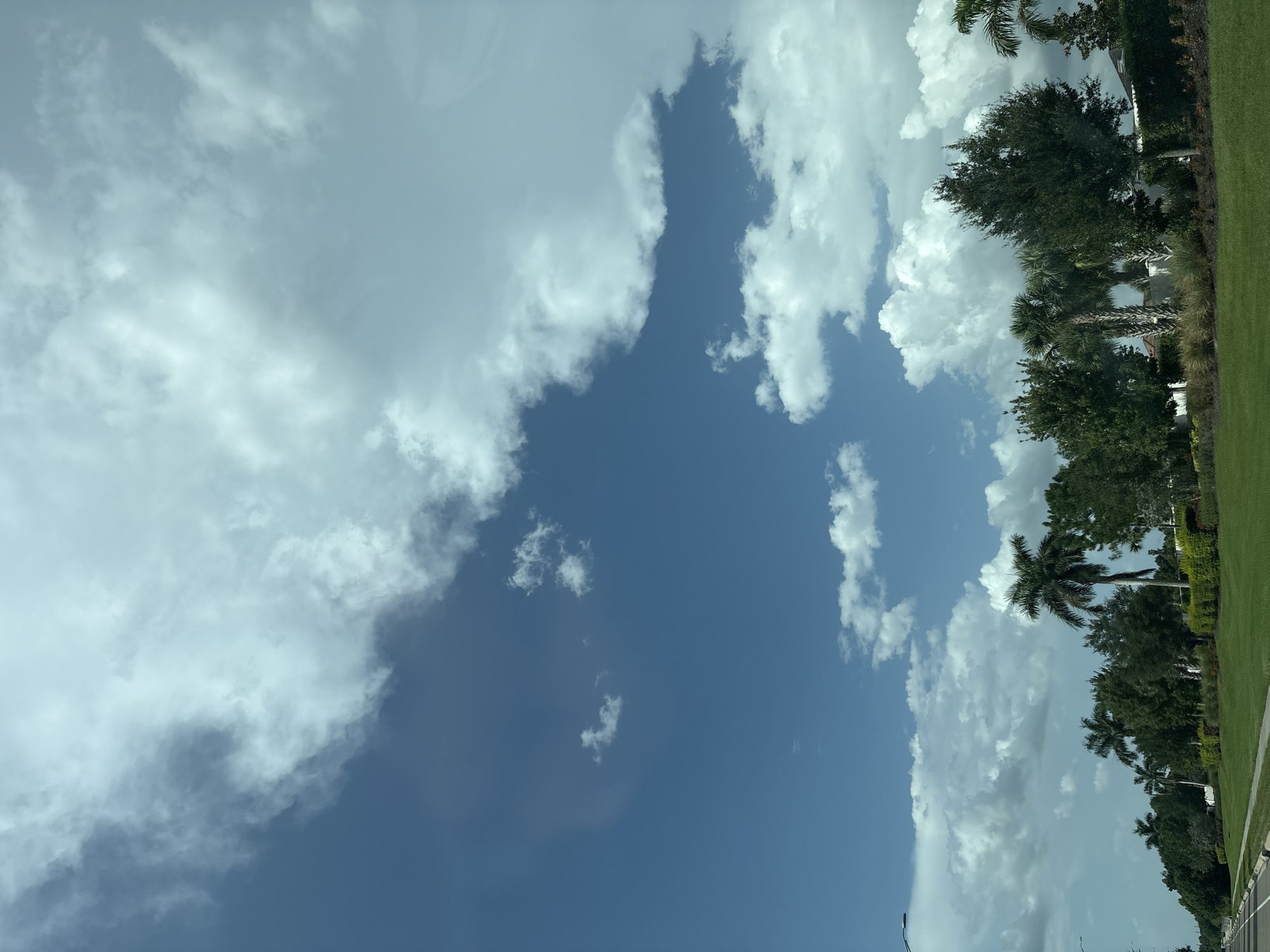 The image captures a bright, sunny day with a partly cloudy sky over a suburban street in Sarasota, Florida. The foreground features a well-maintained green lawn bordered by a low hedge. Beyond the lawn, a line of lush green trees and palm trees stretches across the scene, interspersed with what appear to be residential structures peeking through the foliage. A paved road curves along the left side of the image, with a white curb and a sidewalk. The sky is a vibrant blue, with large, fluffy white clouds dominating the upper half of the frame, and some smaller clouds scattered throughout. The overall impression is one of a clean, well-kept, and pleasant residential area on a clear day.