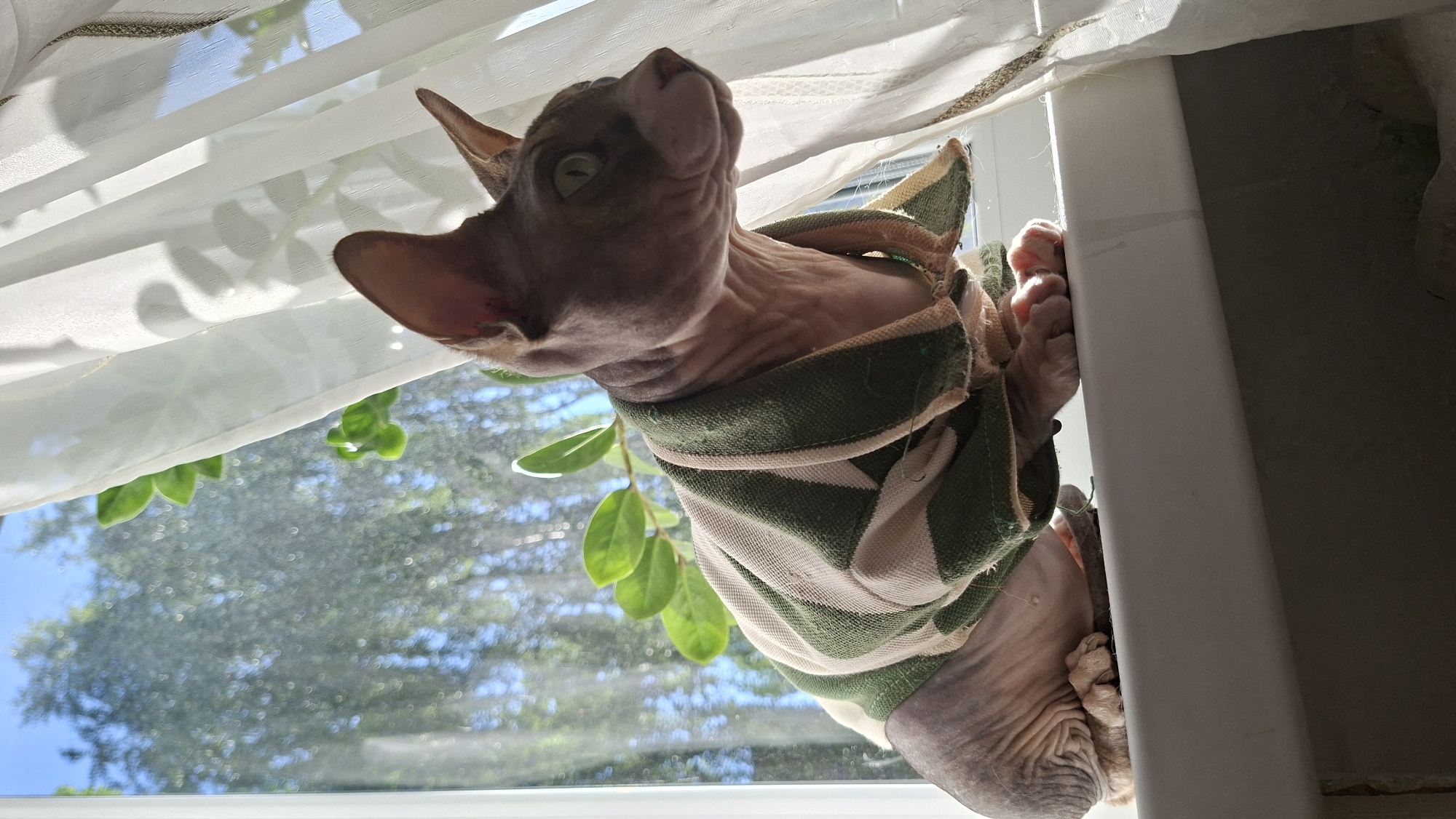 A Sphynx cat is sitting on a windowsill, looking out the window. The cat is wearing a green and beige striped robe. Through the window, trees and blue sky are visible. A sheer white curtain is to the right of the cat. The scene appears to be indoors, likely in a residential setting. There is no discernible information within the image that places this scene in Myadzyel, Belarus.